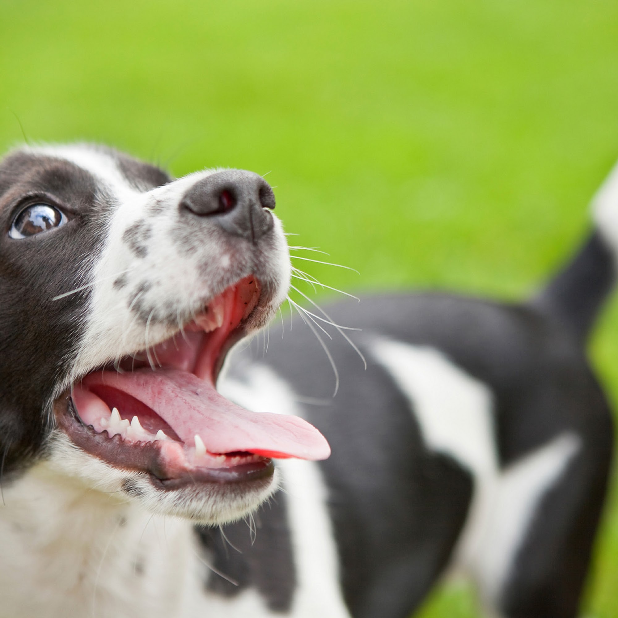 Lake Street Animal Hospital Roselle