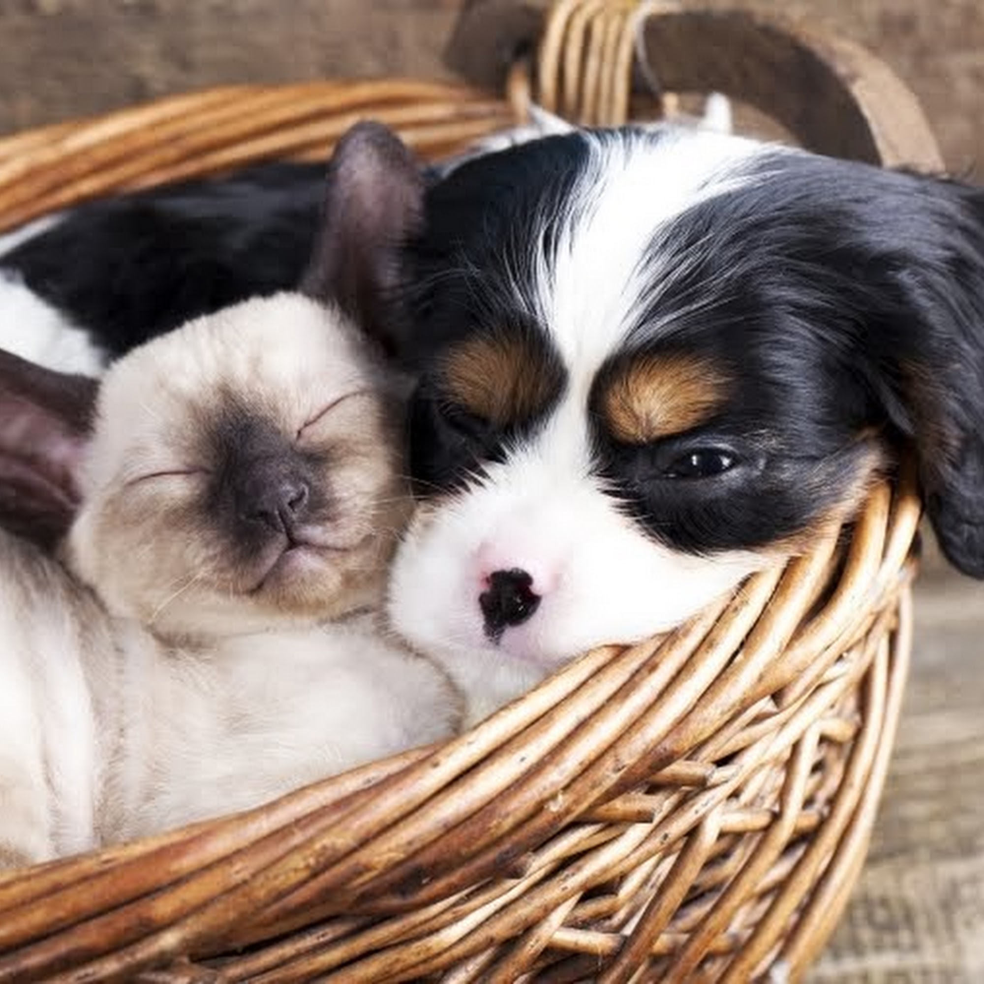 Roselle Animal Hospital Roselle