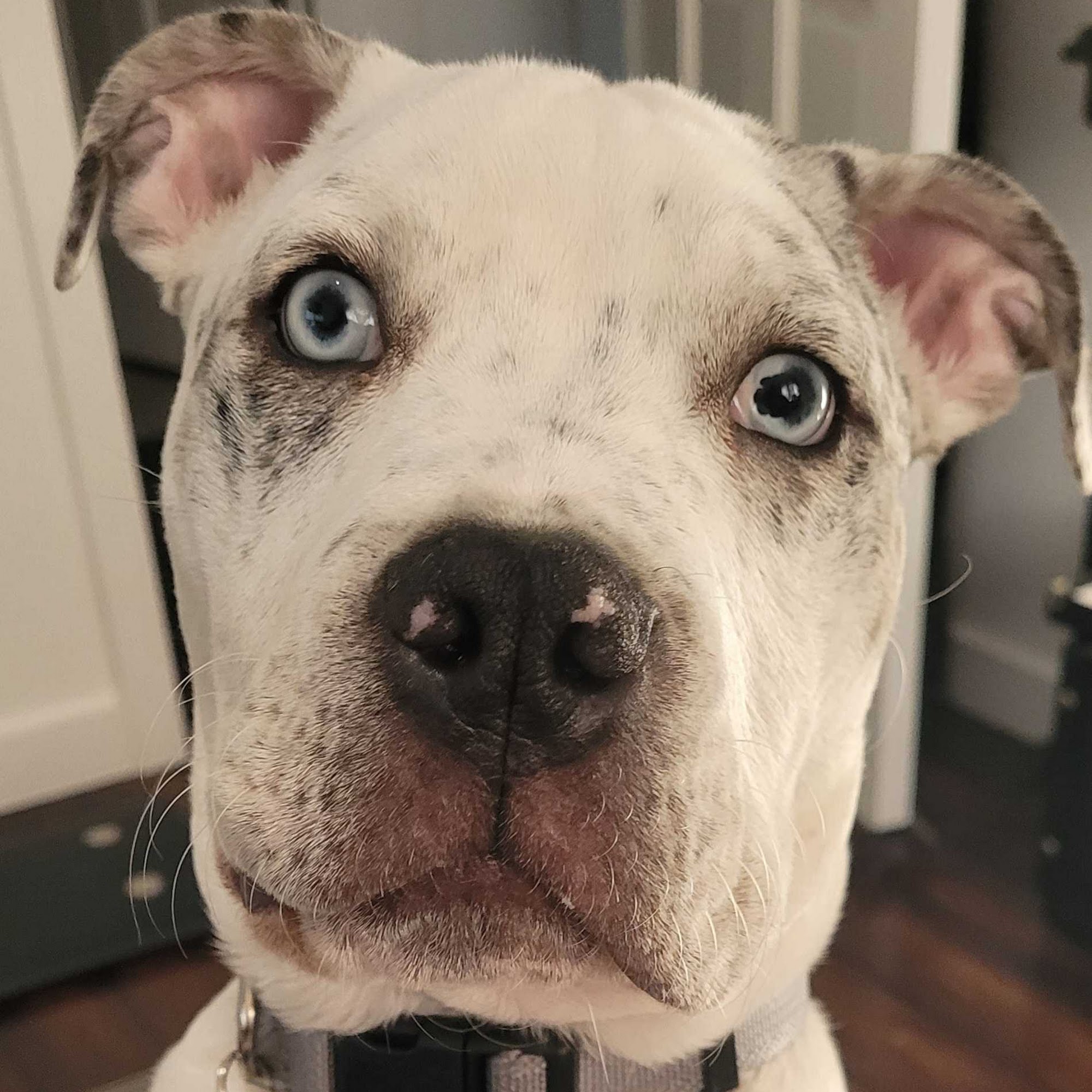 Roseville Veterinary Services Roseville