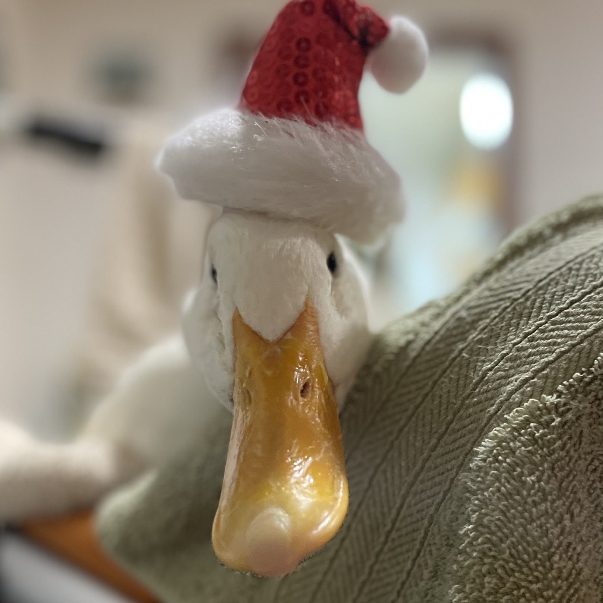 Huston Veterinary Service, LLC Roseville