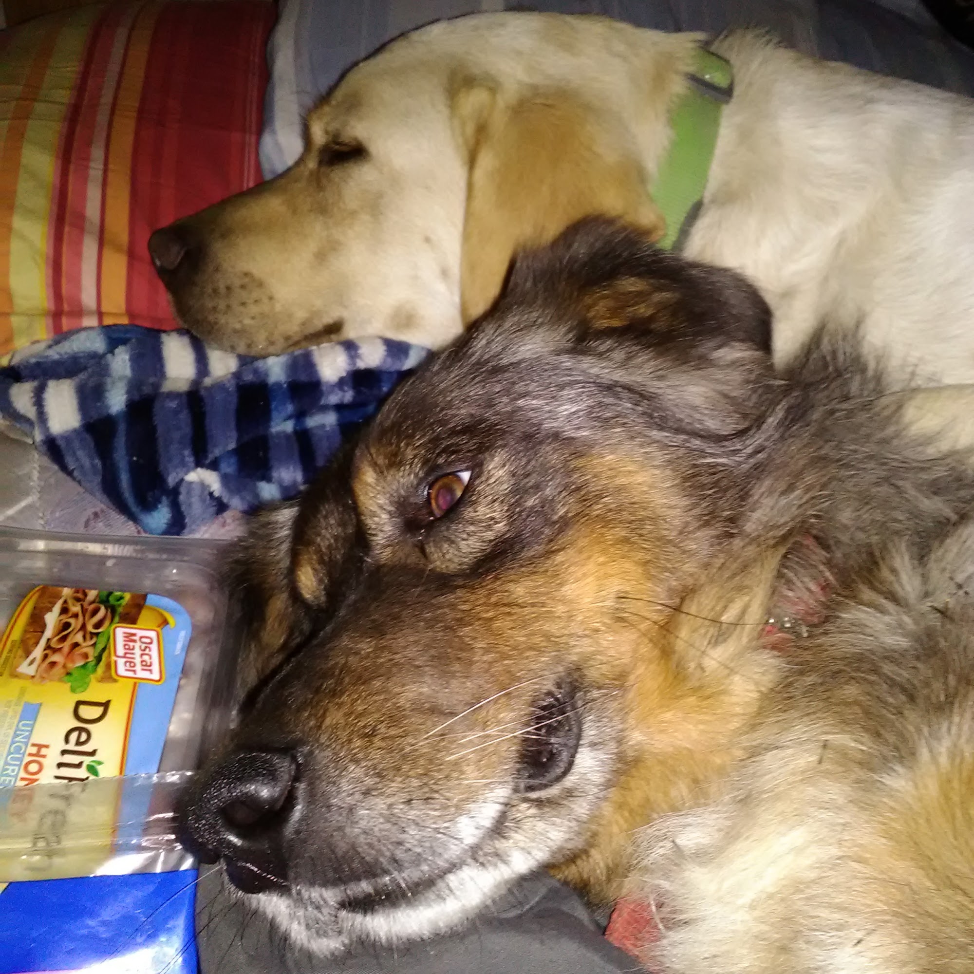 Huston Vet Services: Deverell Luke DVM Roseville