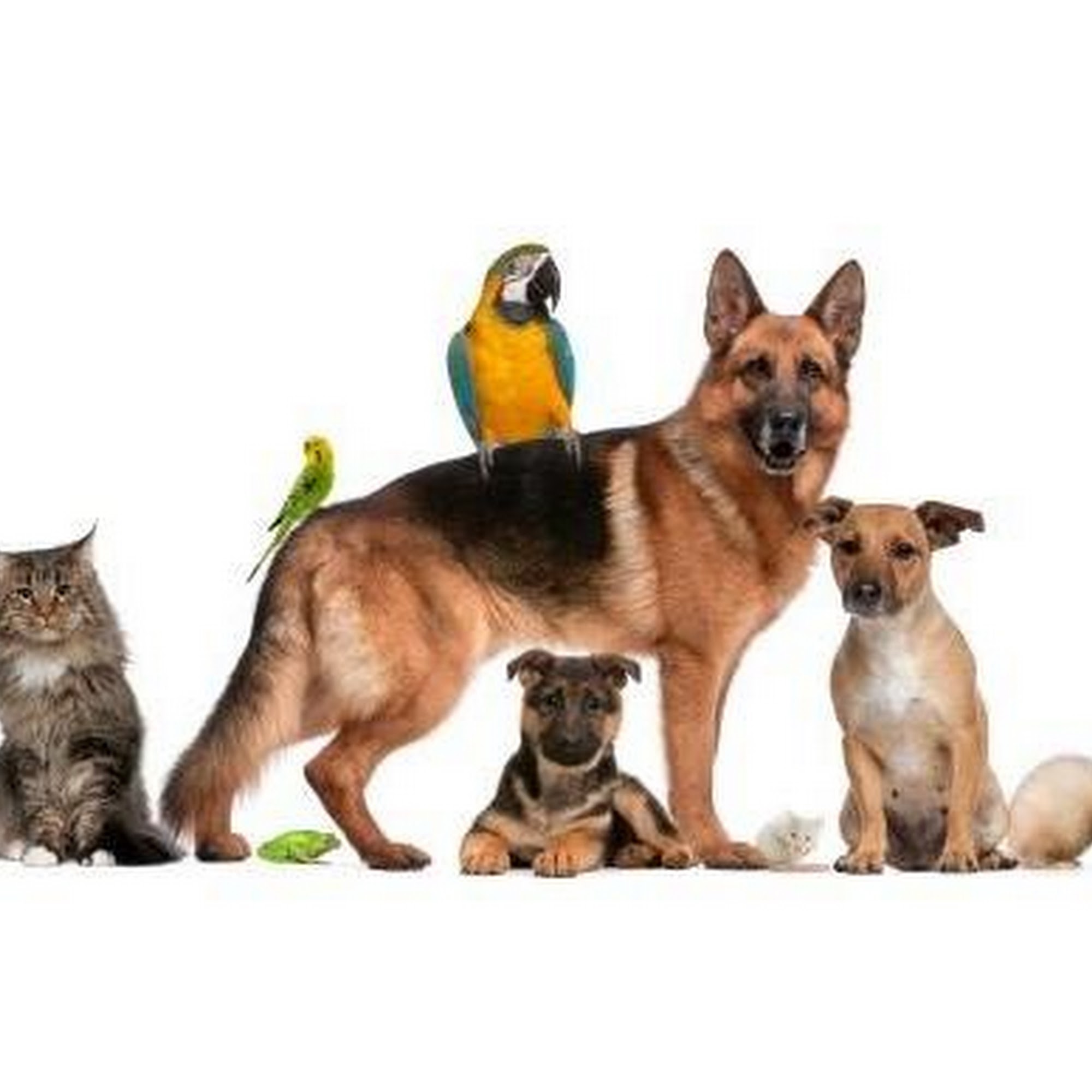 Round Lake Animal Hospital Round Lake