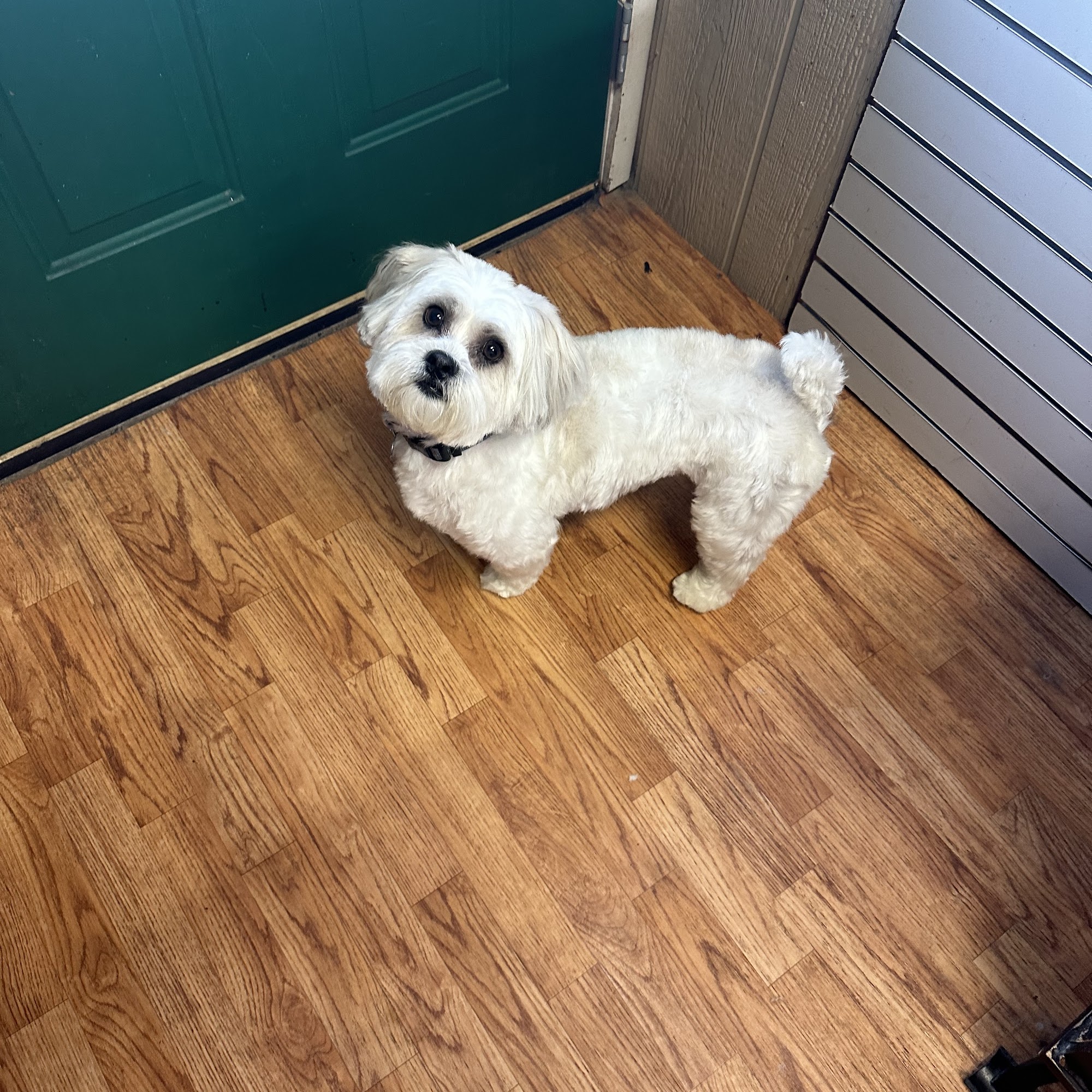 Krissy's Pet Grooming 305 N Douglas St, St Jacob Illinois 62281