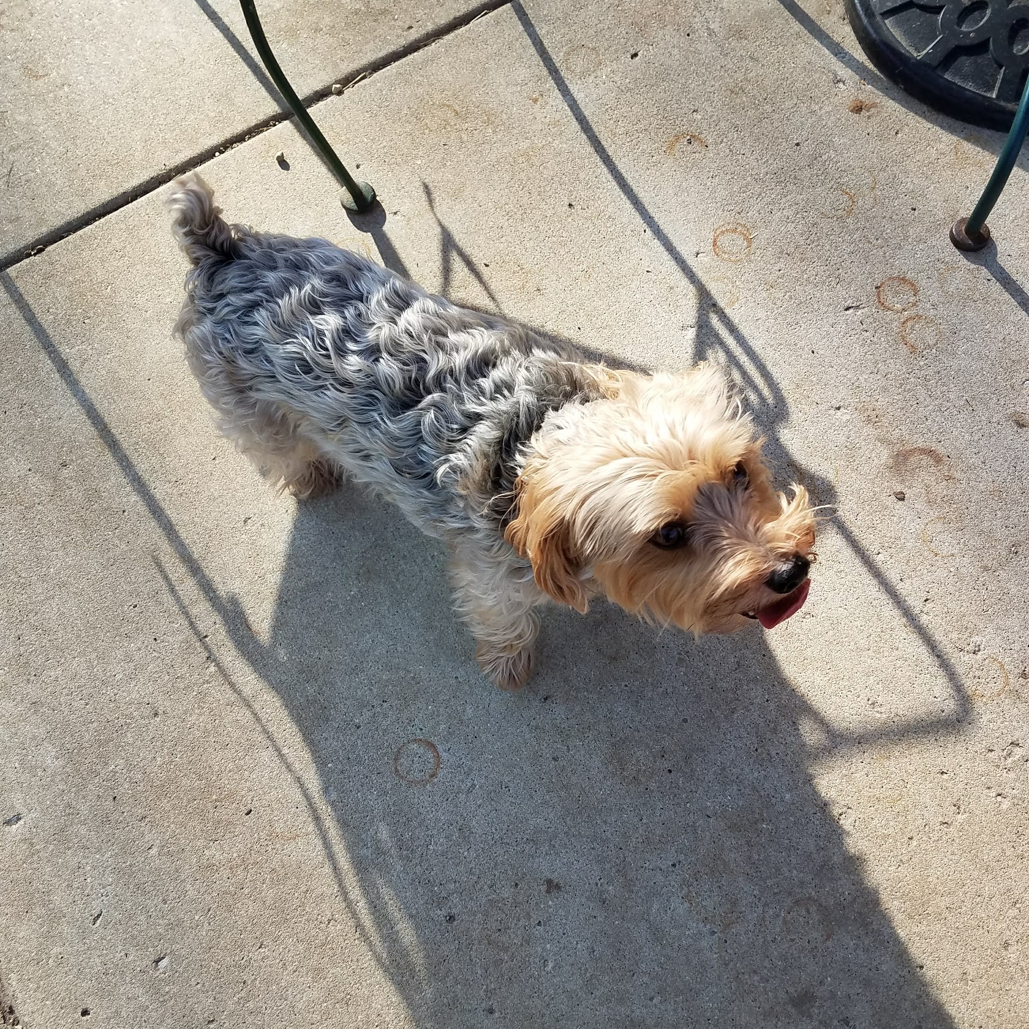 Connie's Pet Grooming Saint Joseph