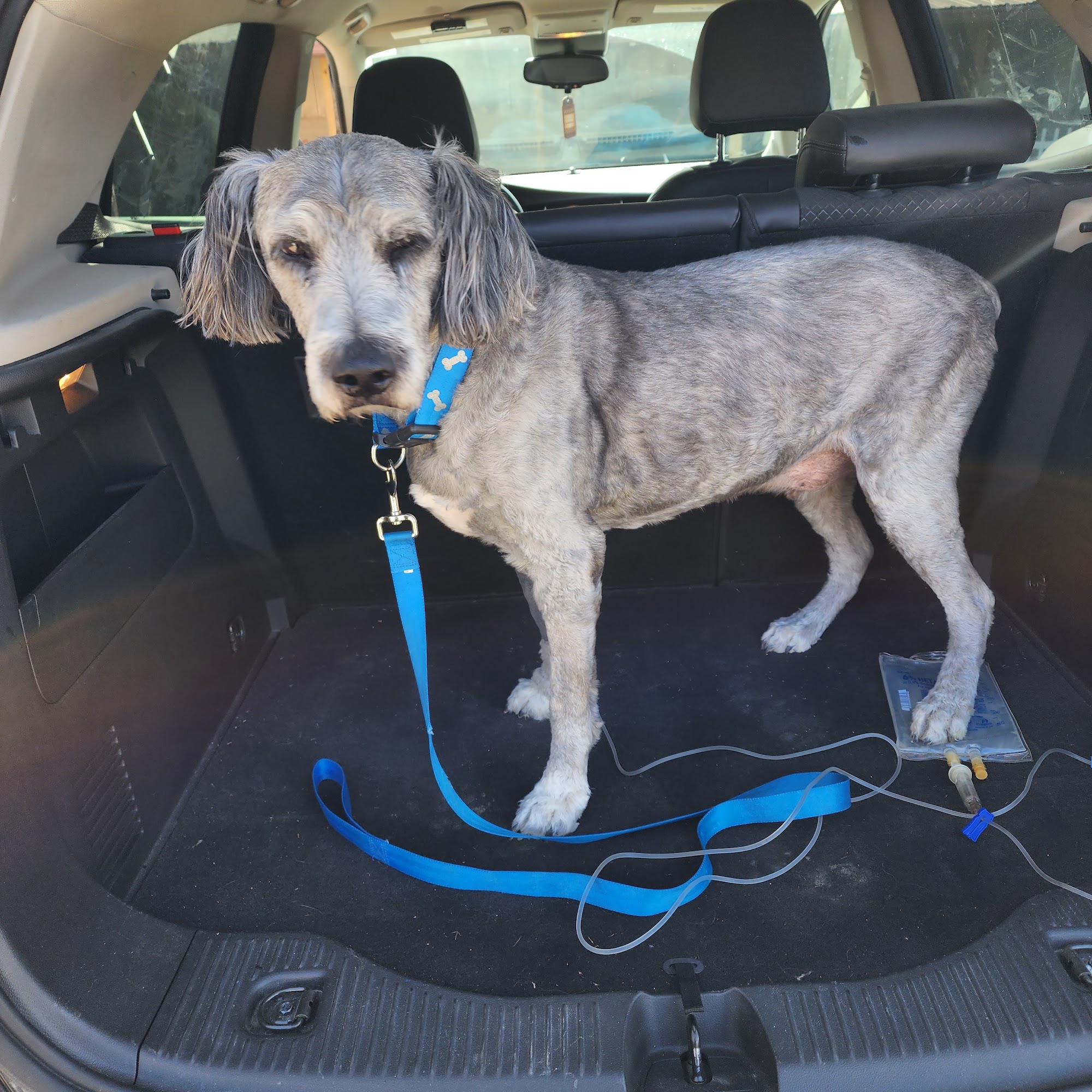 Deuel Veterinary Services Salem