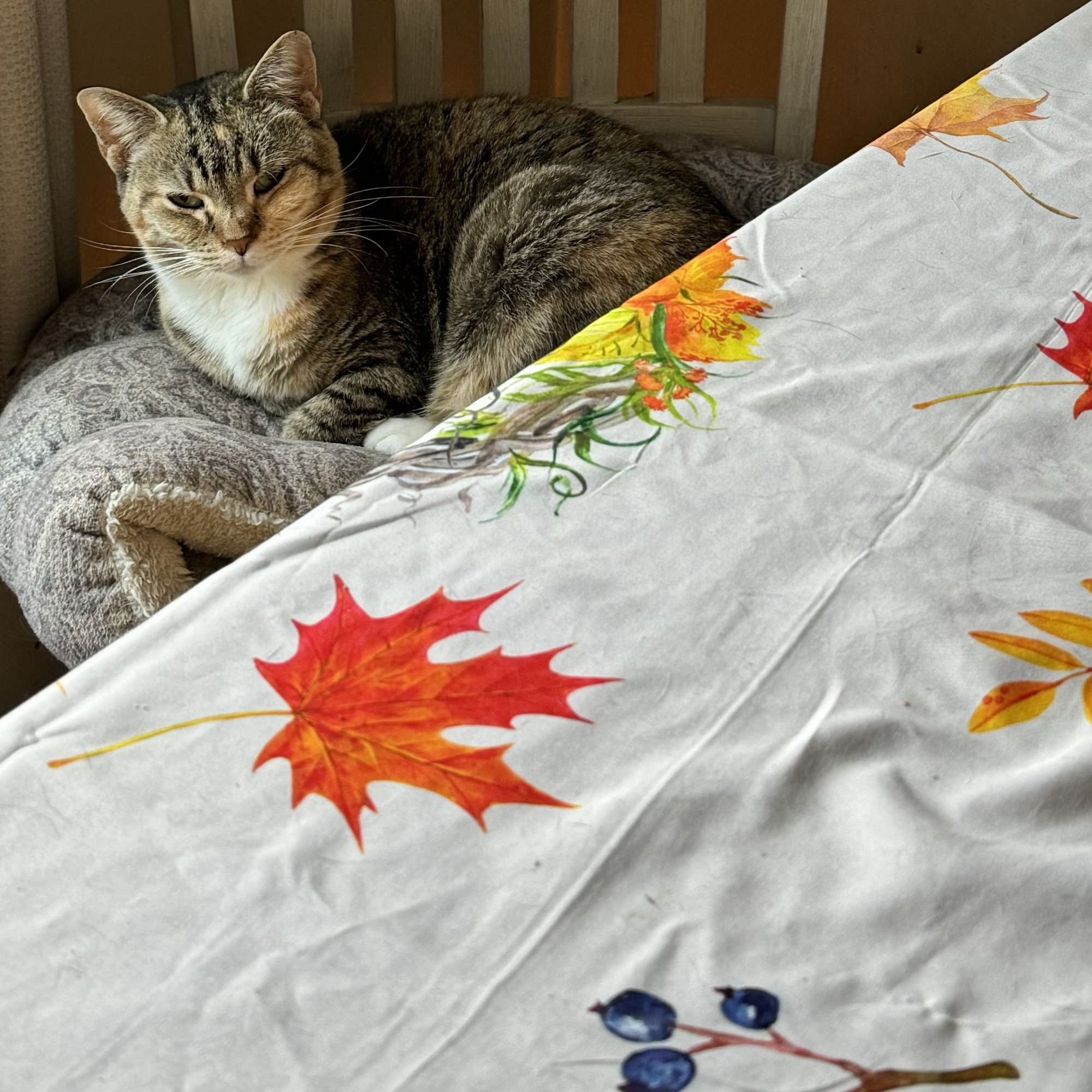 Sandwich Veterinary Hospital Sandwich