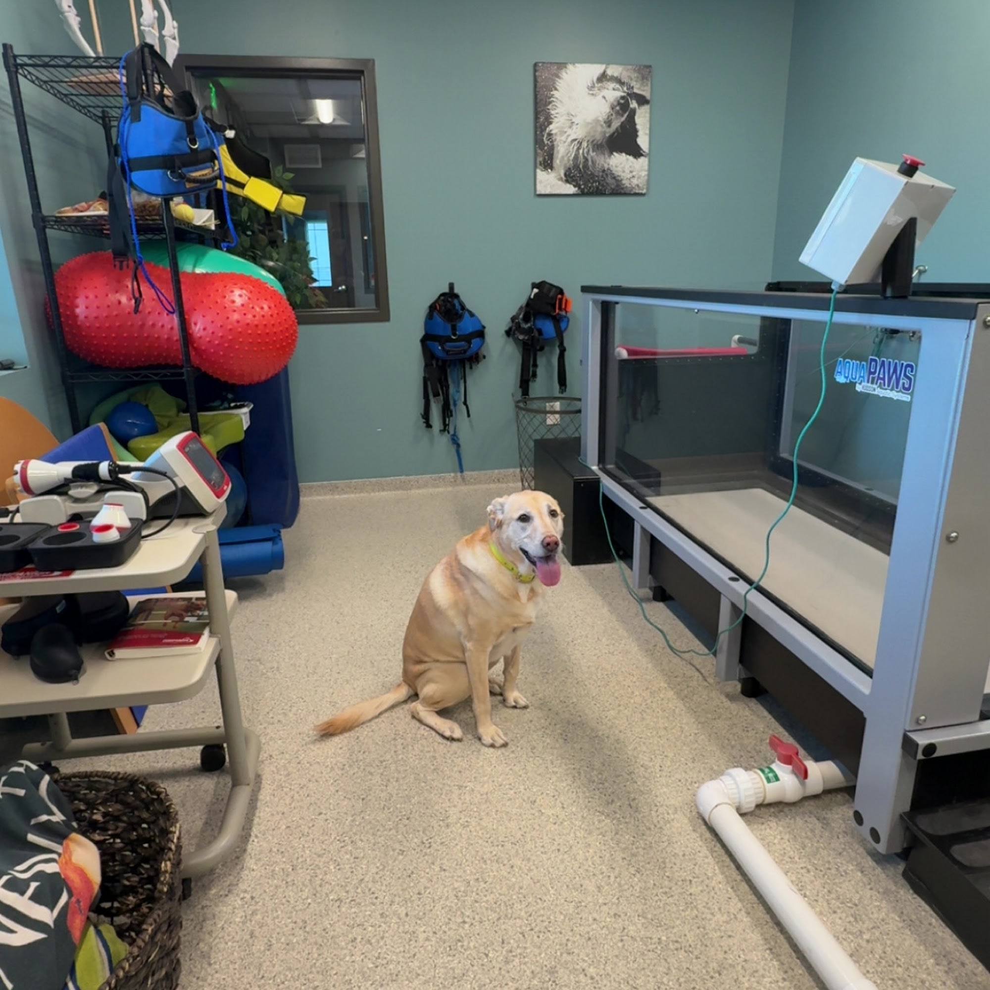 Sports Vet Animal Medical Center Savoy