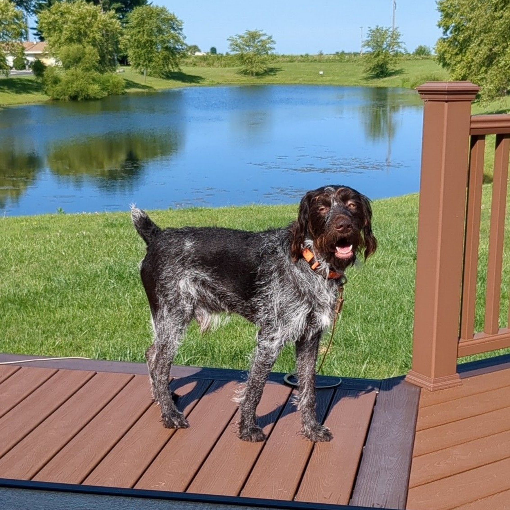 Curtis Road Animal Hospital Savoy