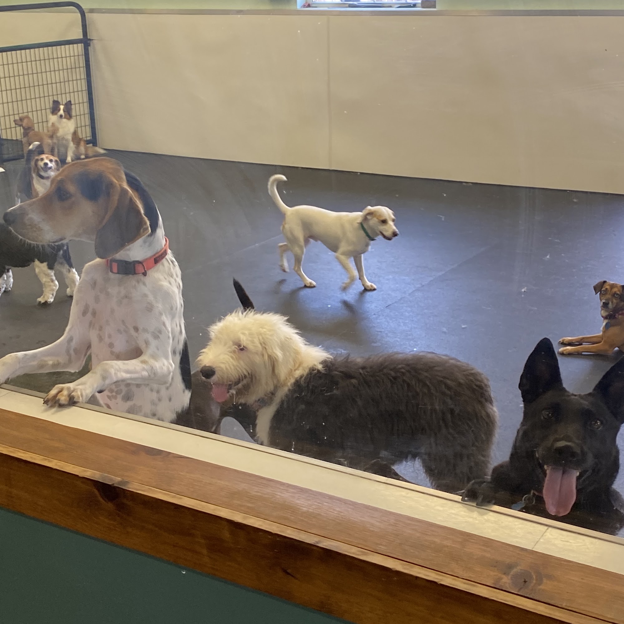 Georgia's K-9 Komforts Savoy