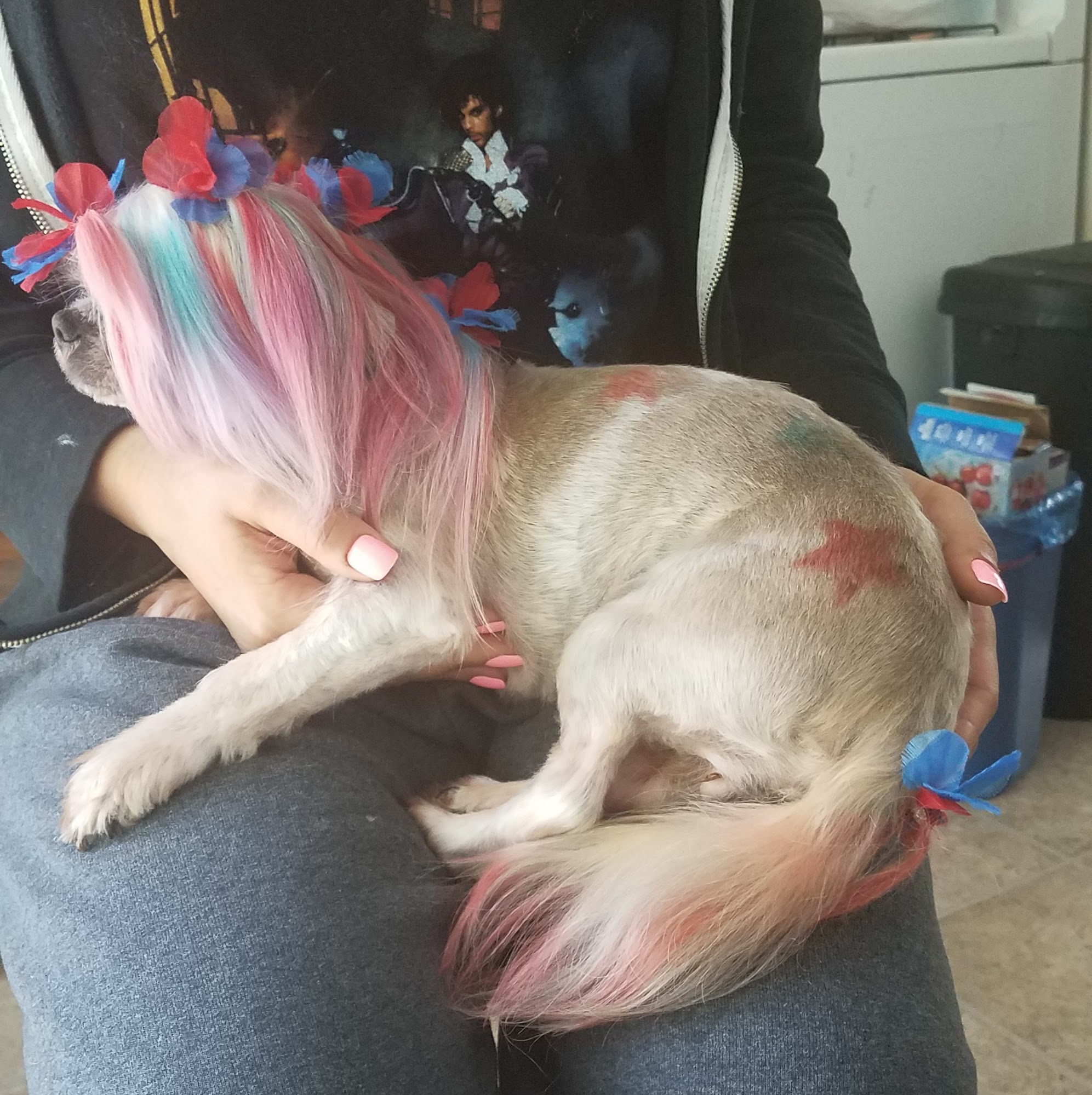 Dog and Dogger Mobile Grooming LLC Schaumburg