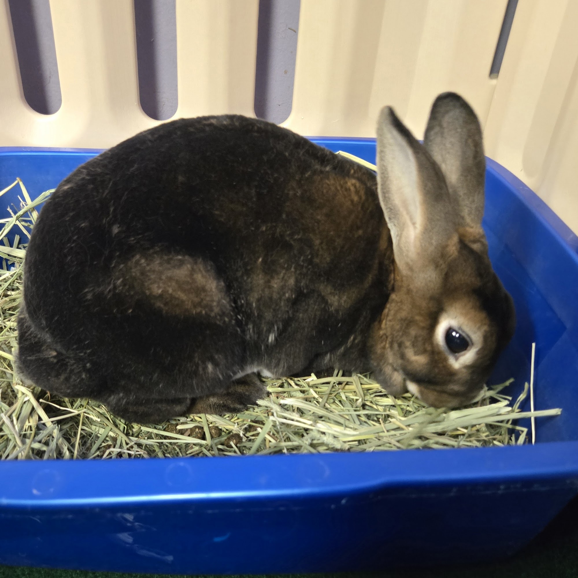 Cuddle Bunny Too 1119 Tower Rd, Schaumburg Illinois 60173