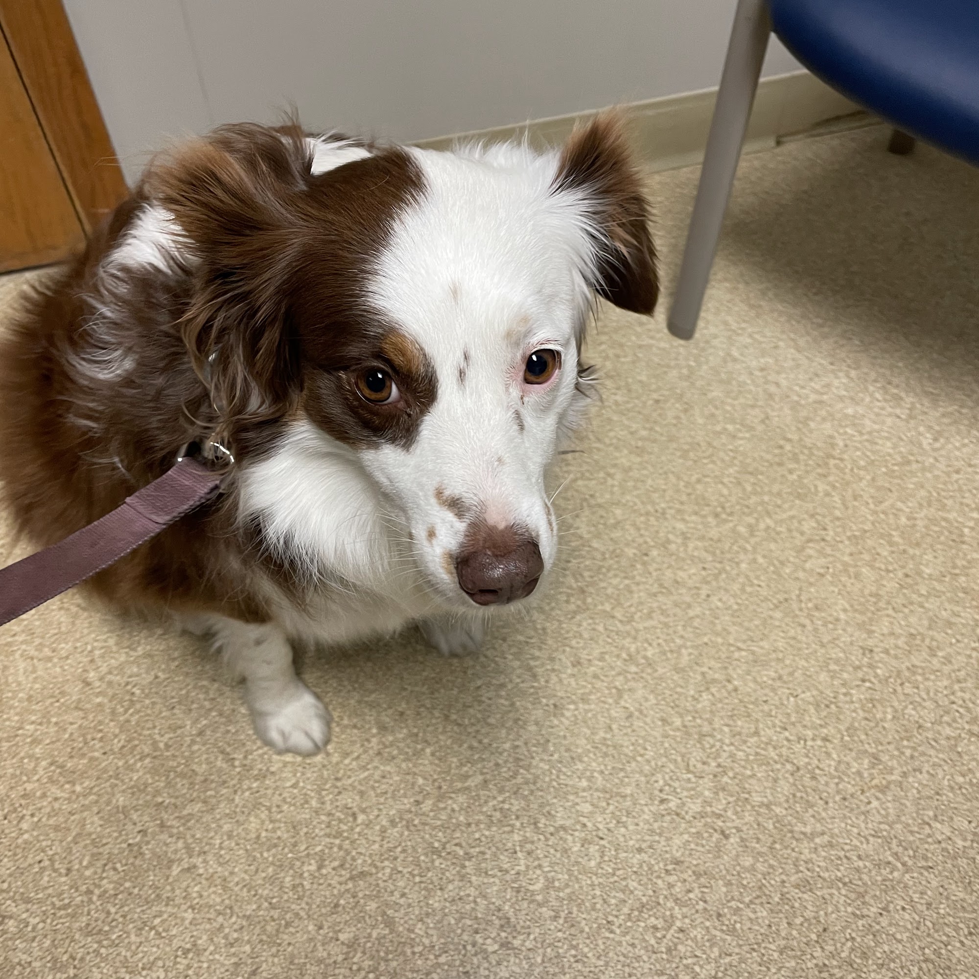 Shelby Veterinary Service, P.C. Shelbyville