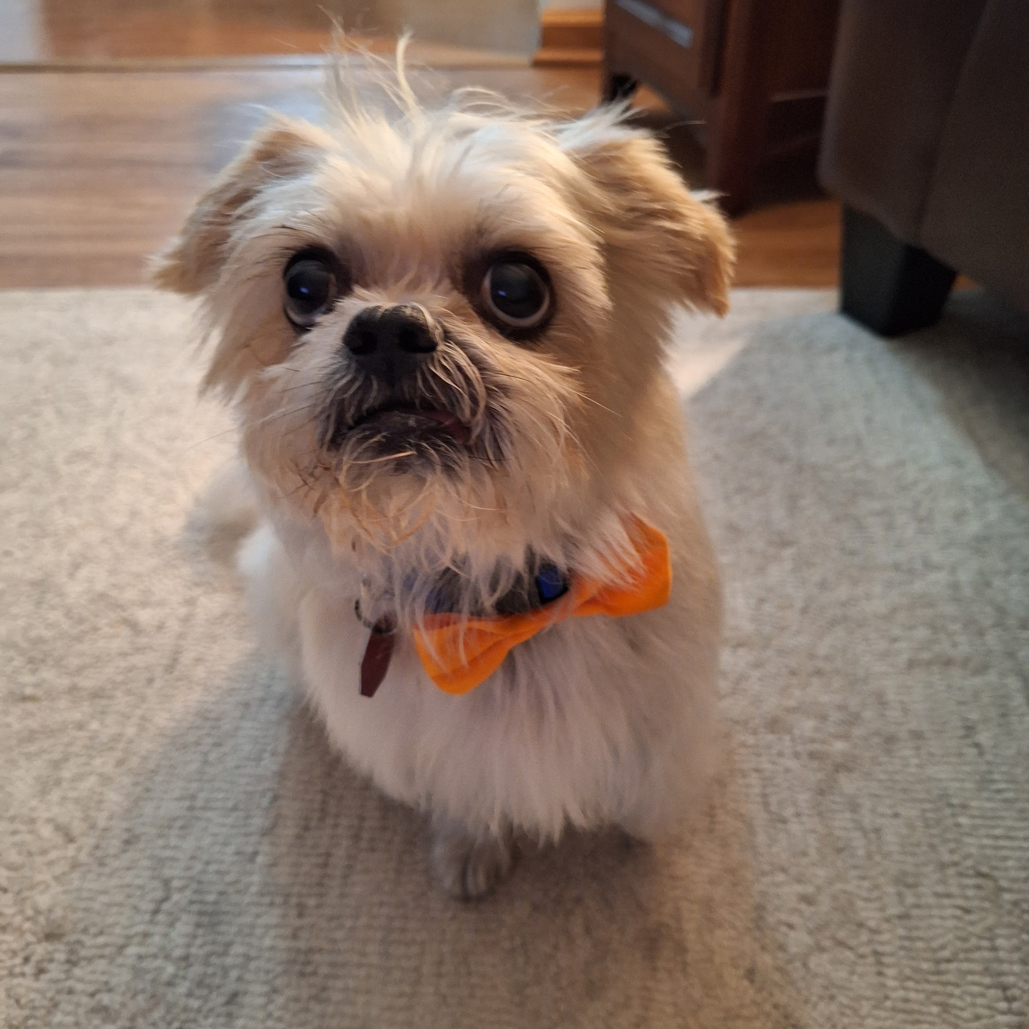 Will County Humane Society Shorewood