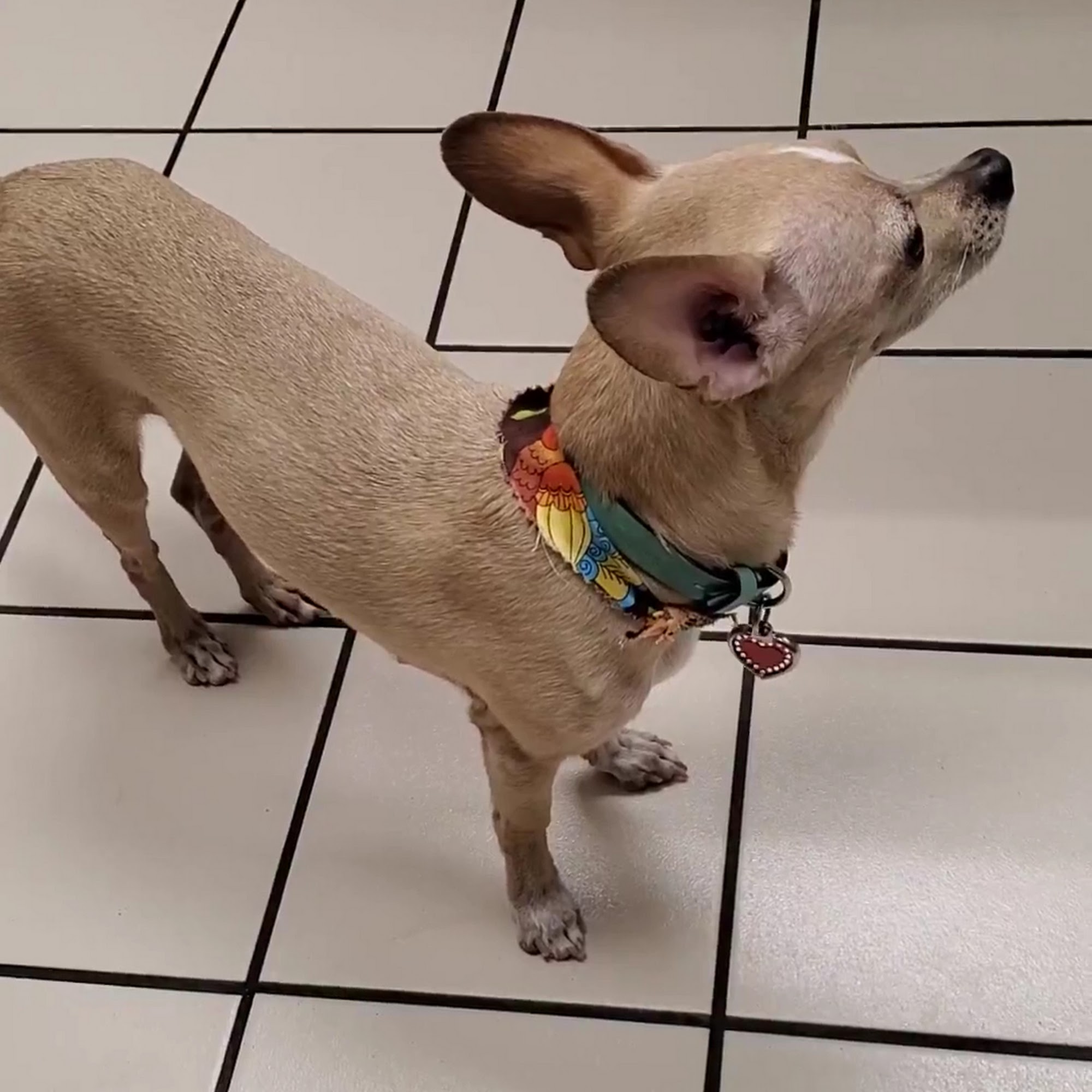 Animal Medical Center Skokie