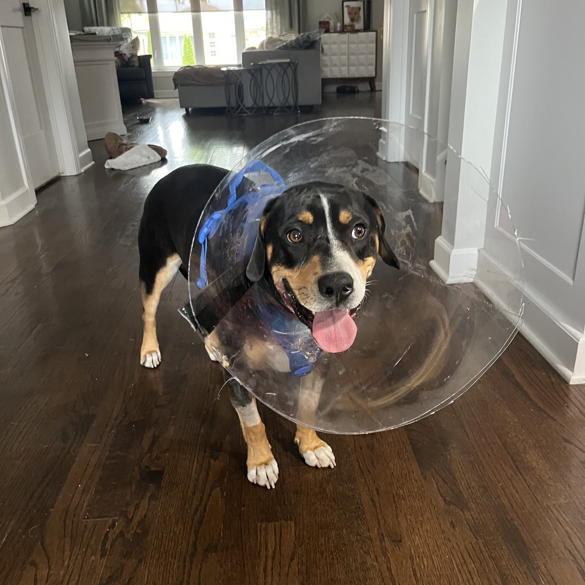 BluePearl Pet Hospital Skokie