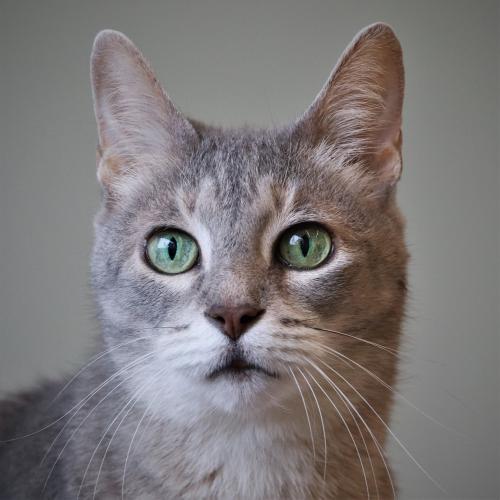 Community Animal Rescue Effort - C.A.R.E. Skokie