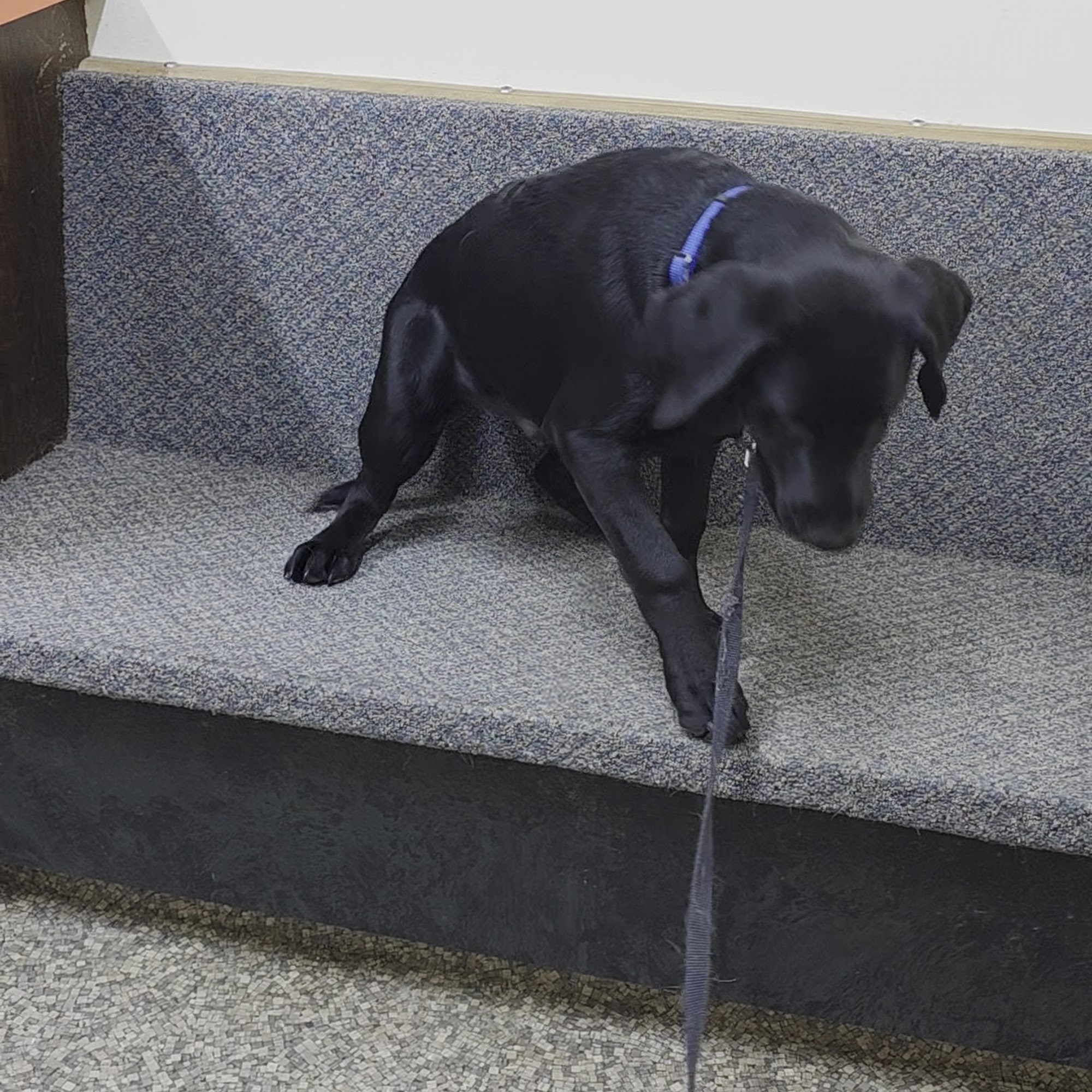 Beloit Animal Hospital South Beloit