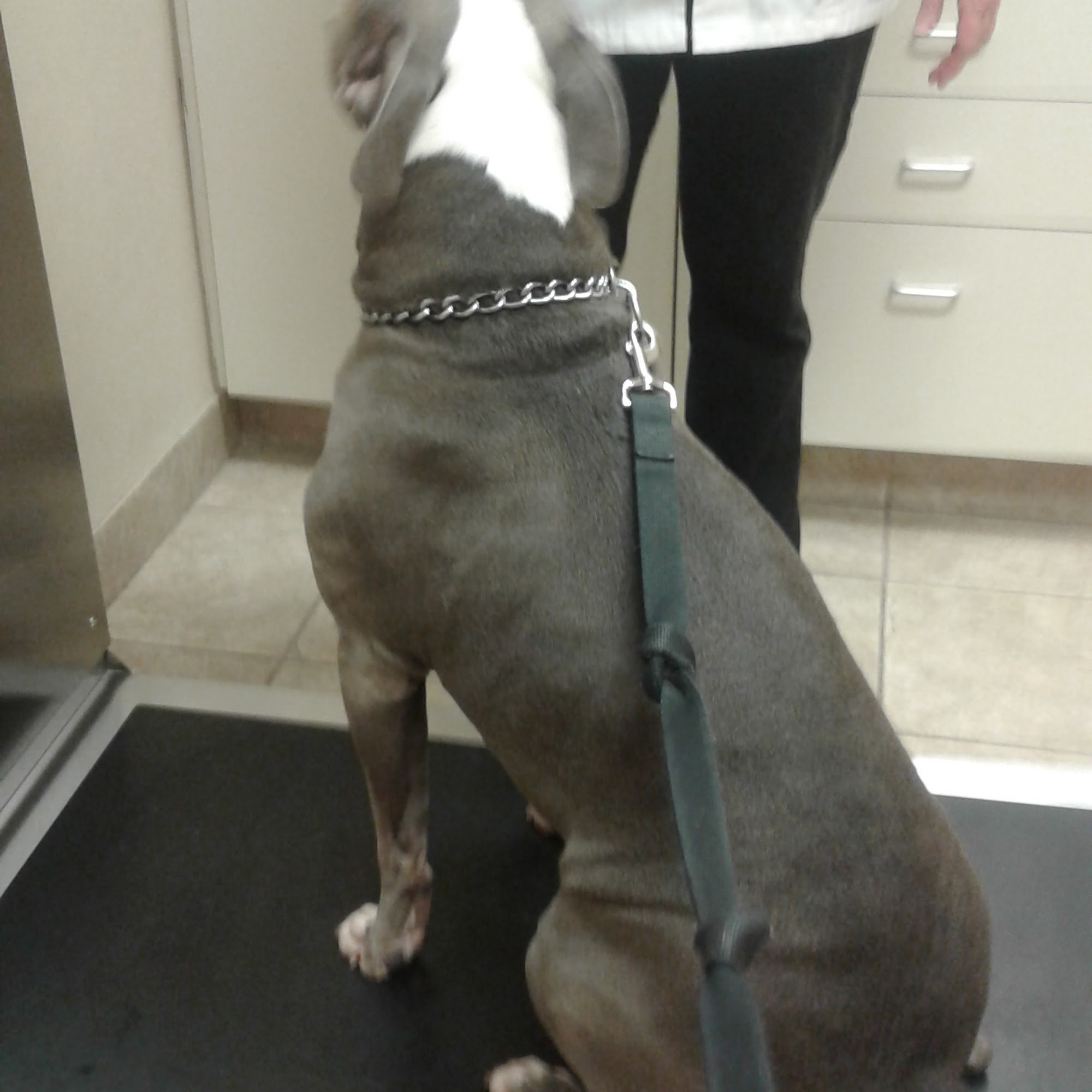 Cleveland Veterinary Clinic South Elgin