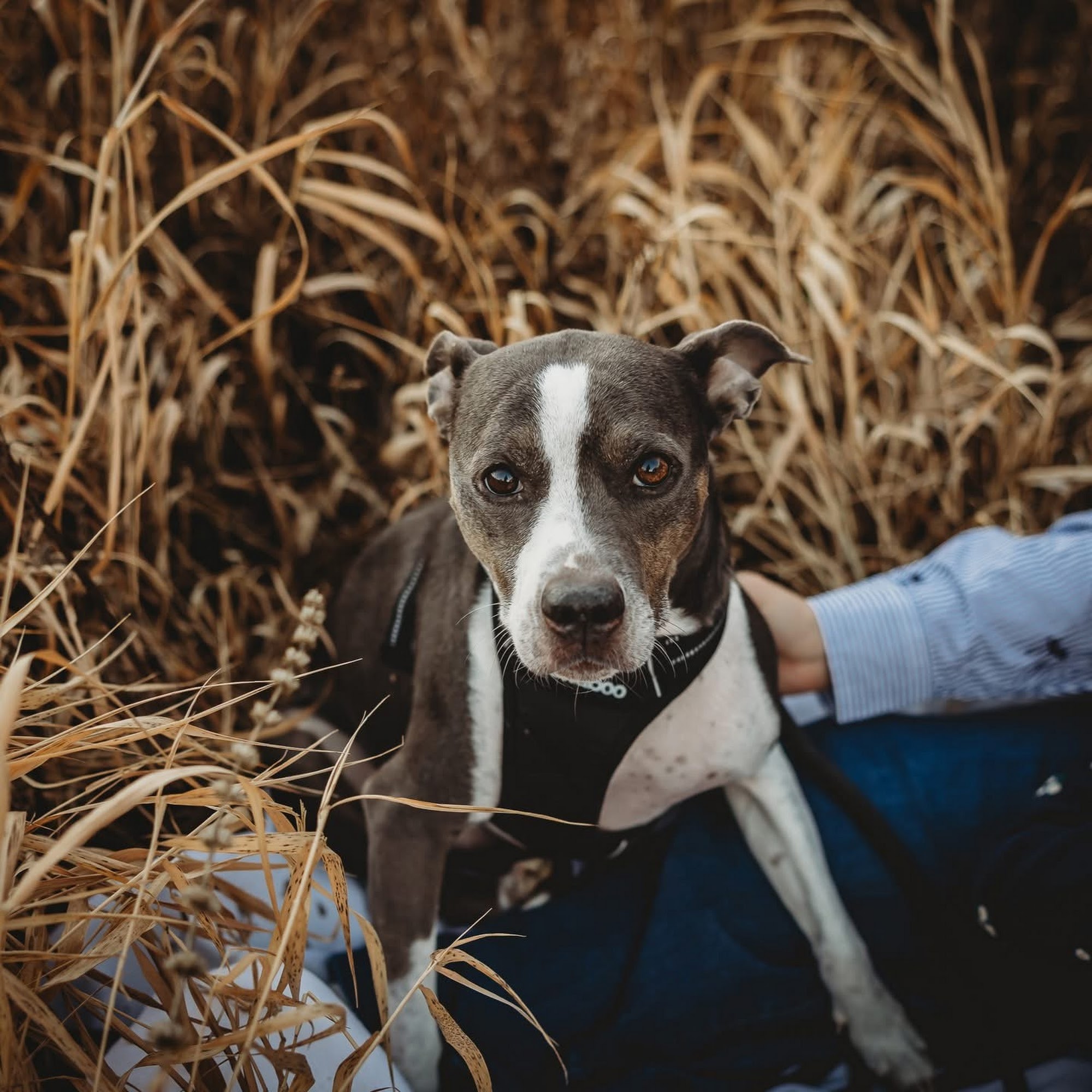 ACC of Randall Pointe South Elgin