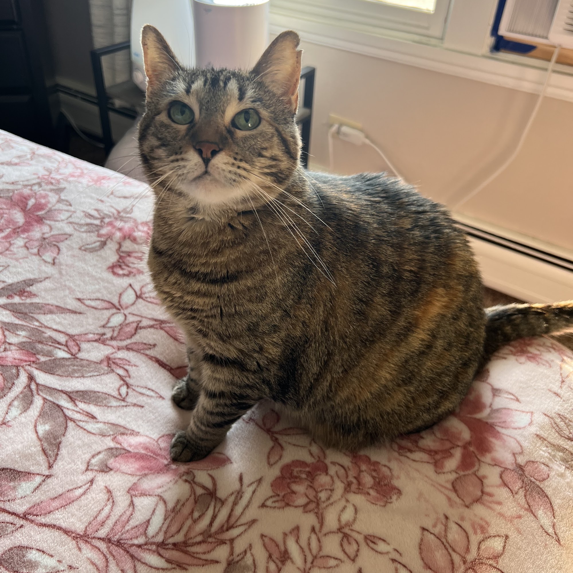 Randall Road Animal Hospital - South Elgin South Elgin