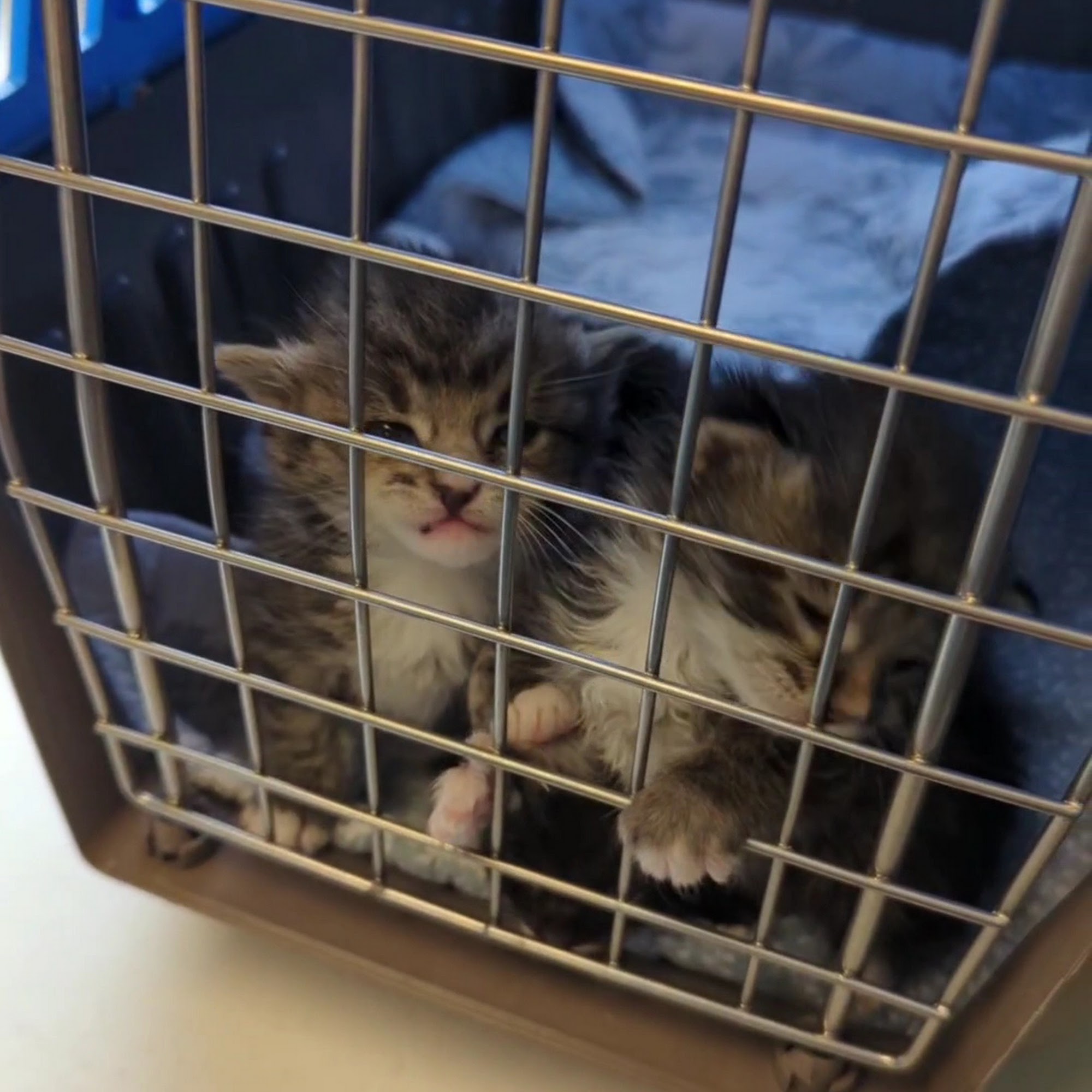 Anderson Humane South Elgin