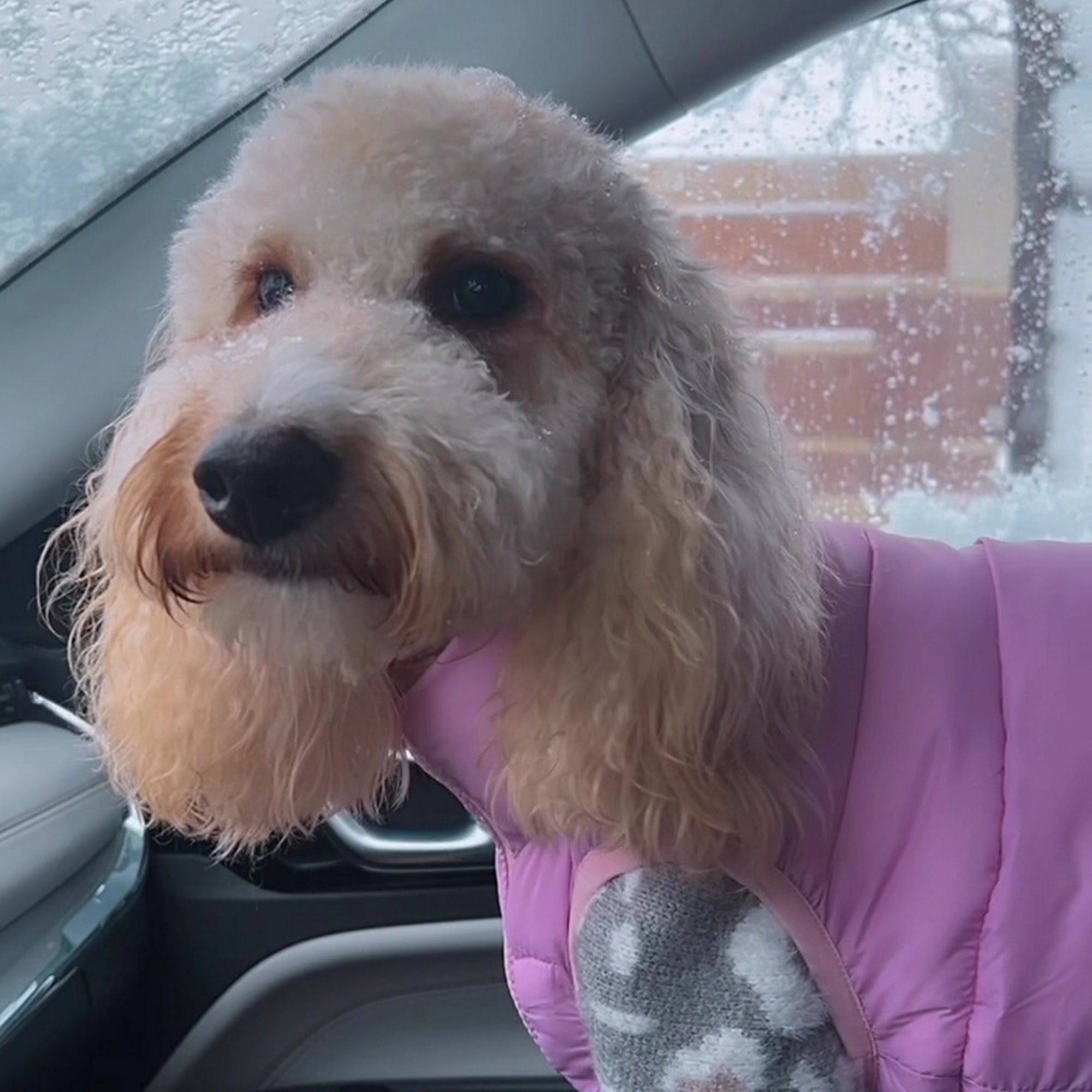 Yankee Doodle Dog Spa South Elgin