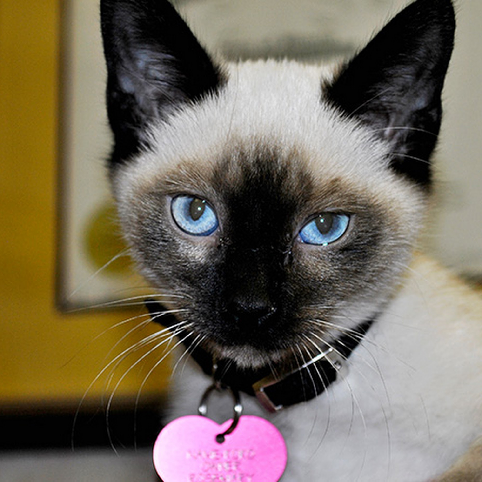 Illiana Veterinary Hospital South Holland