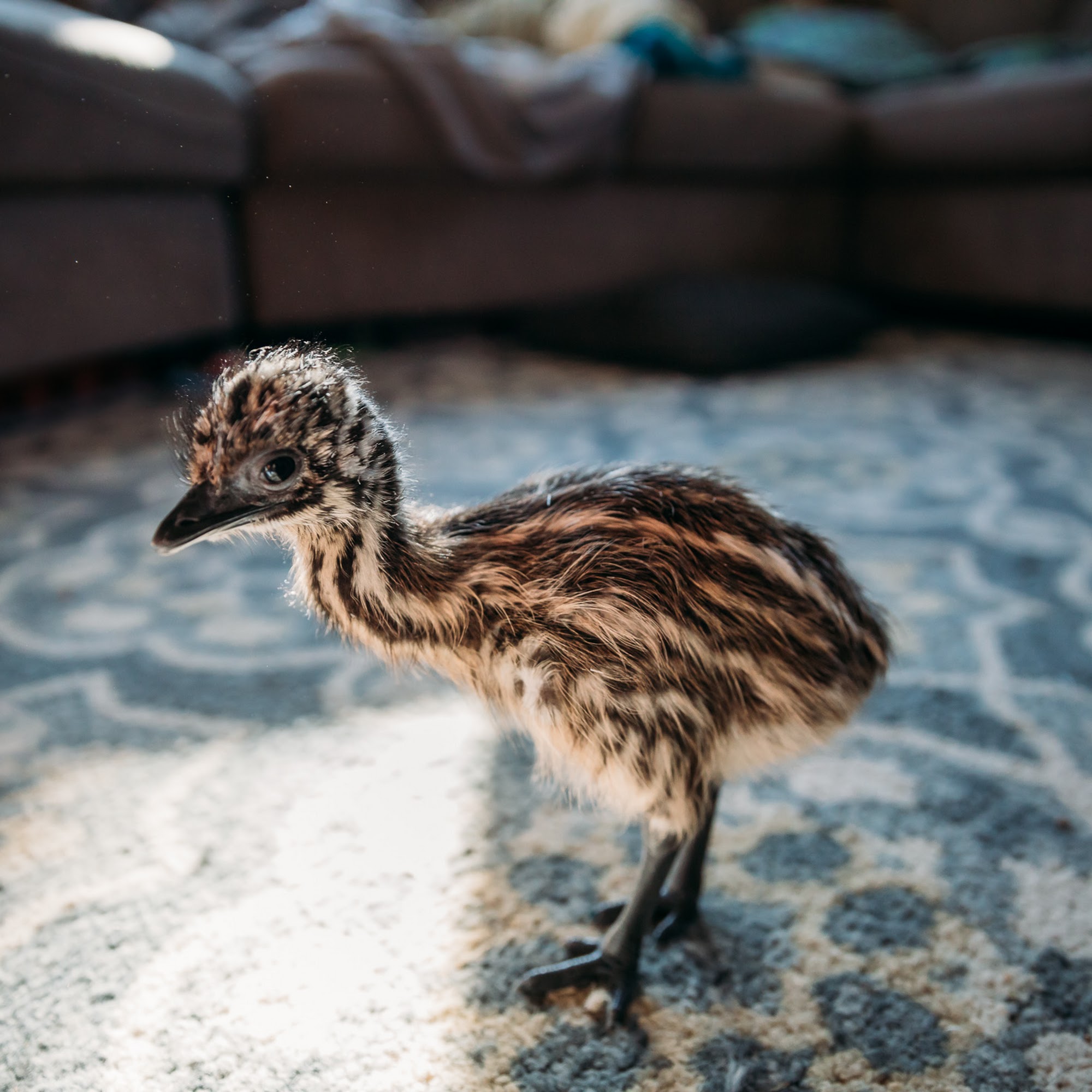 Hinkle Homestead Speer