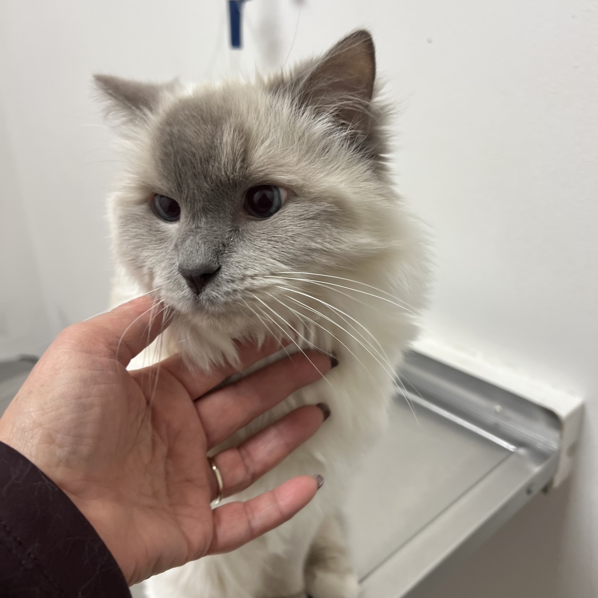 Animal Hospital of Spring Grove Spring Grove