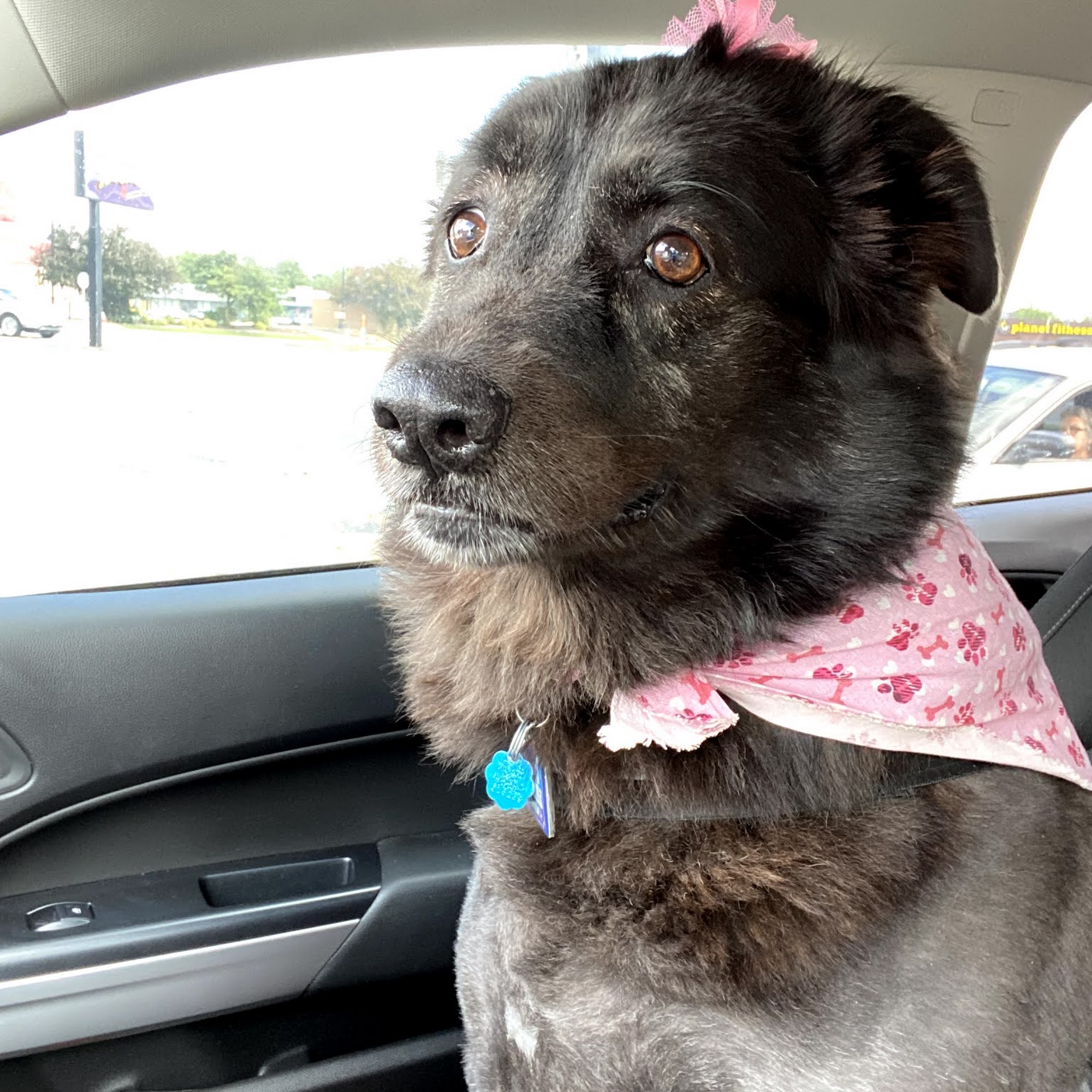 Capitol Illini Veterinary Services - Springfield Springfield