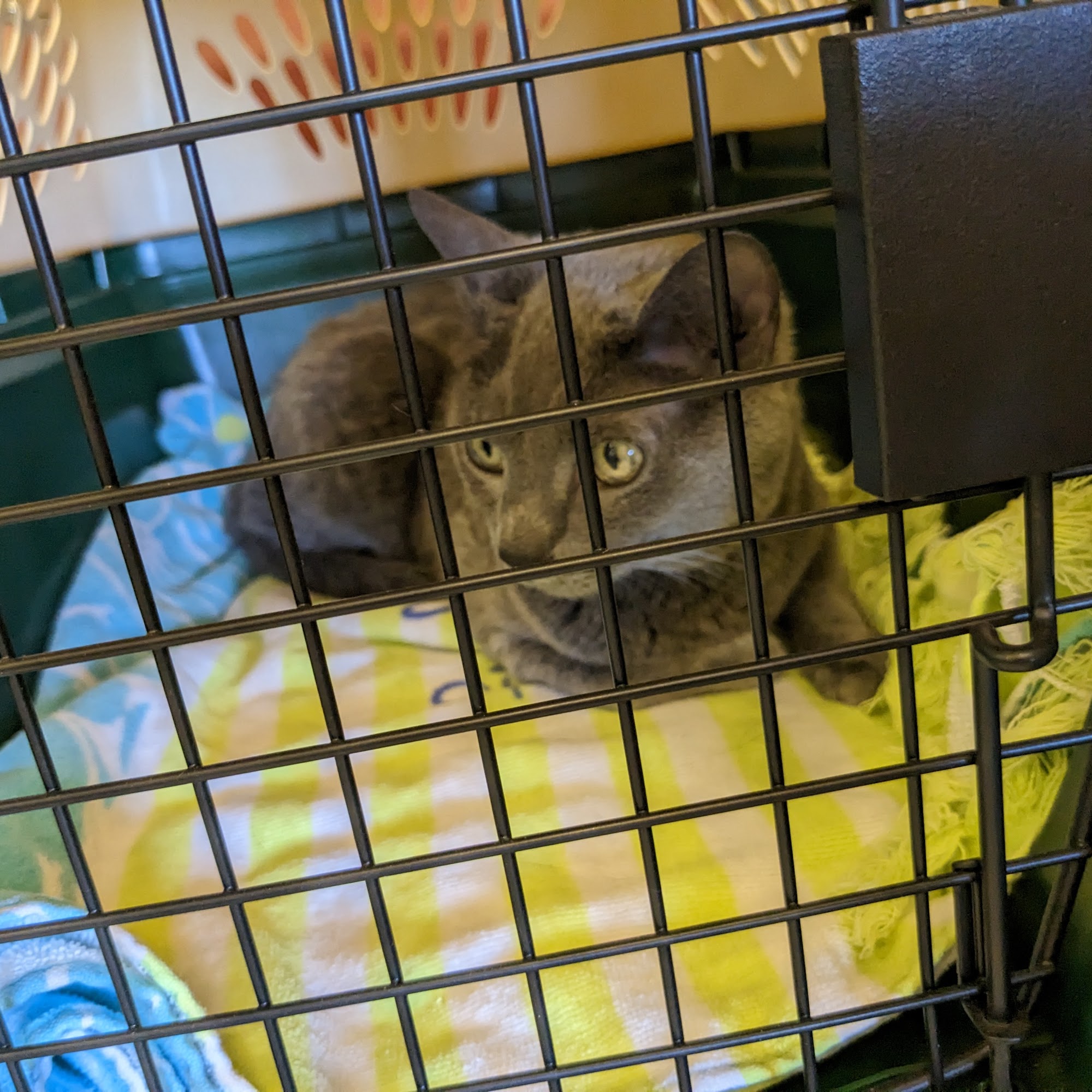 Animal Medical Clinic Of Springfield Springfield