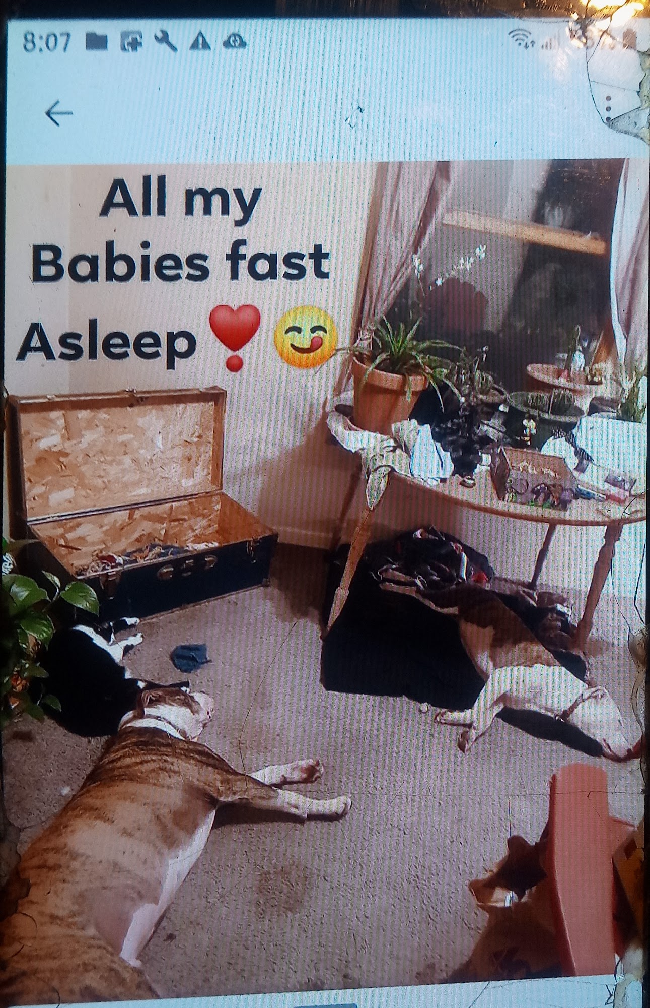 Animal Medical Clinic Of Springfield Springfield