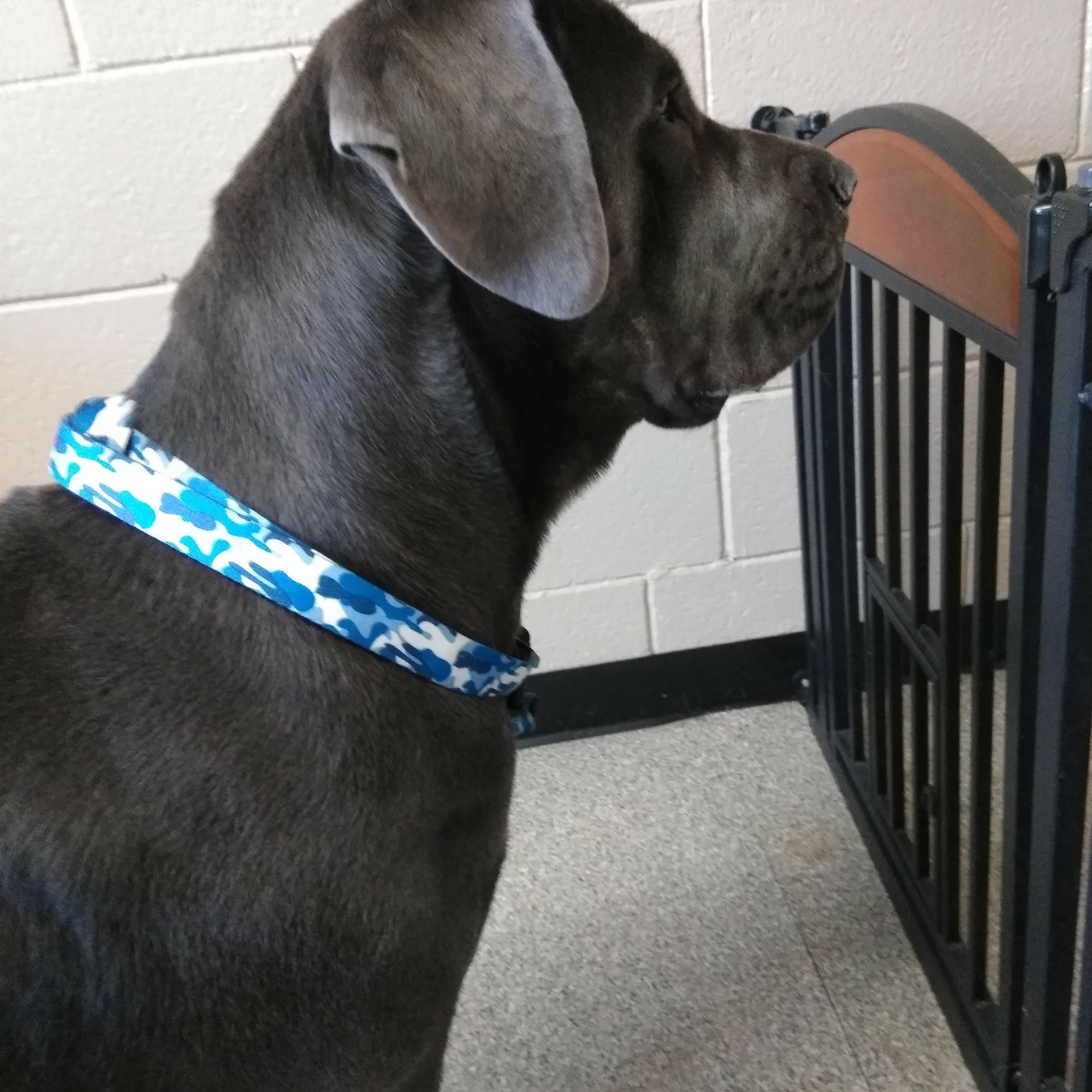 Parkway Veterinary Clinic Springfield