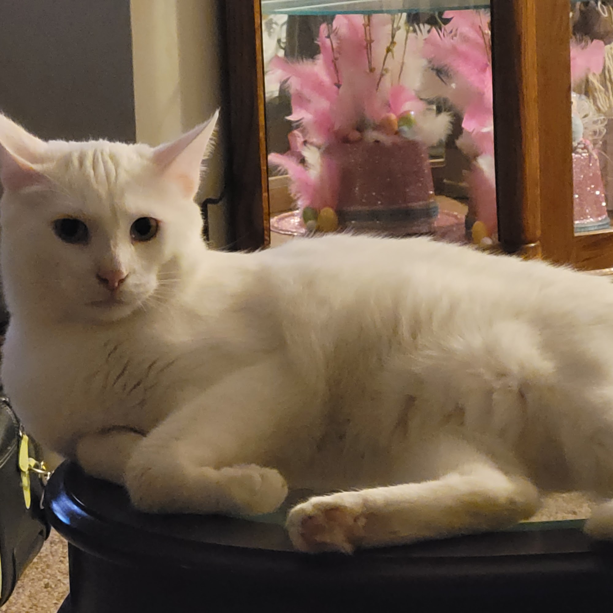 Brewer Animal Hospital Springfield