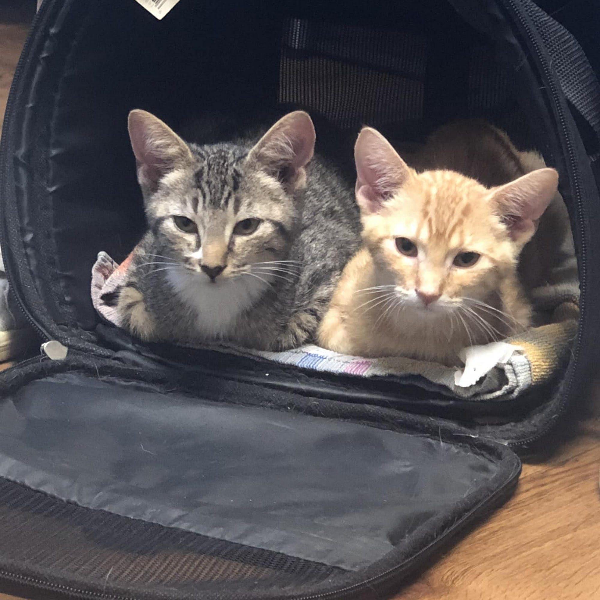 Myers Animal Clinic Springfield