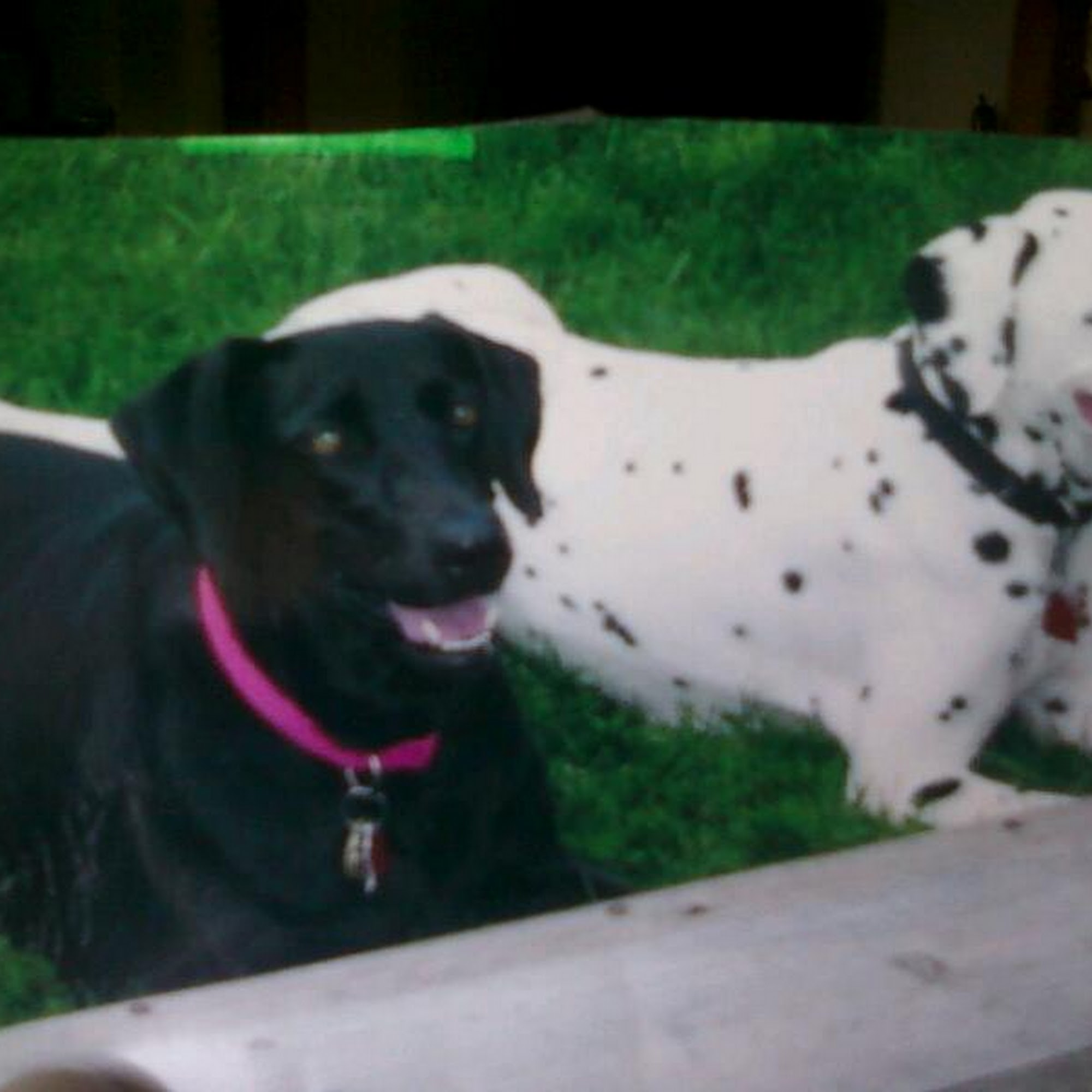 Parkway Veterinary Clinic: Snyder Sean DVM Springfield