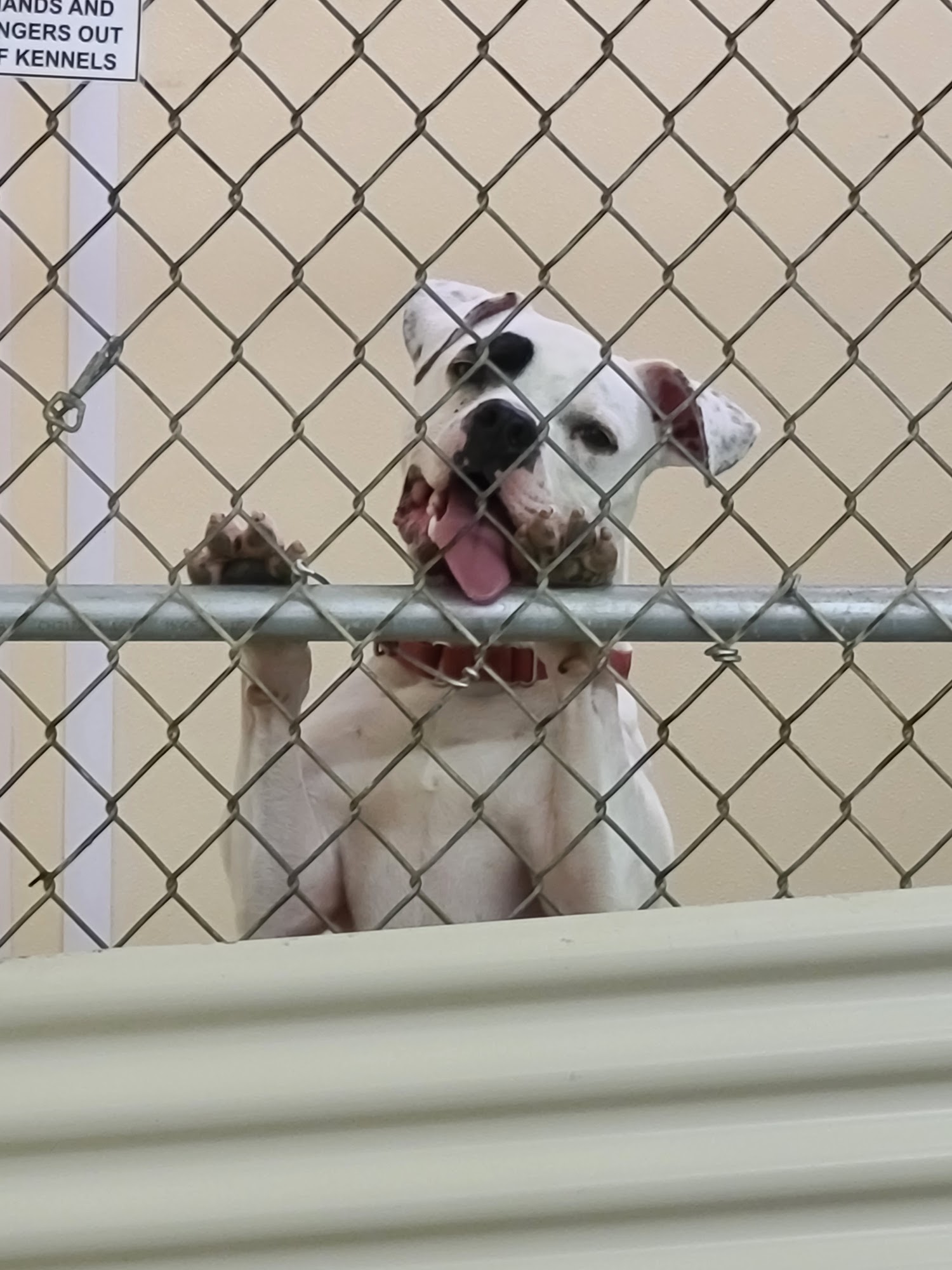 Animal Protective League Springfield