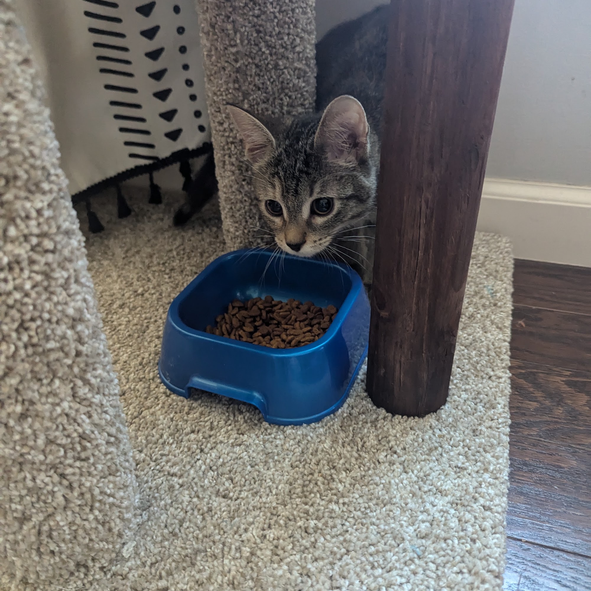 Animal Protective League Springfield