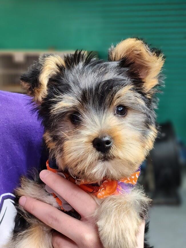 Affordable Pet Grooming Springfield