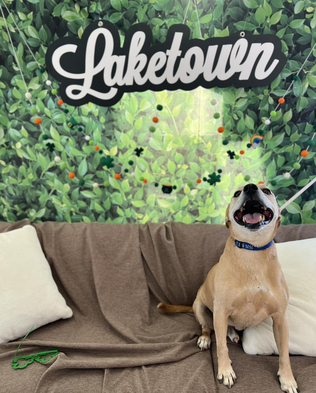 Laketown Animal Hospital: Kate Luthin, DVM Springfield