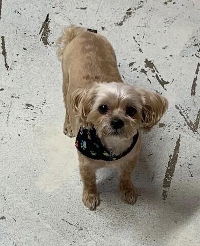 A Loving Touch Springfield Springfield