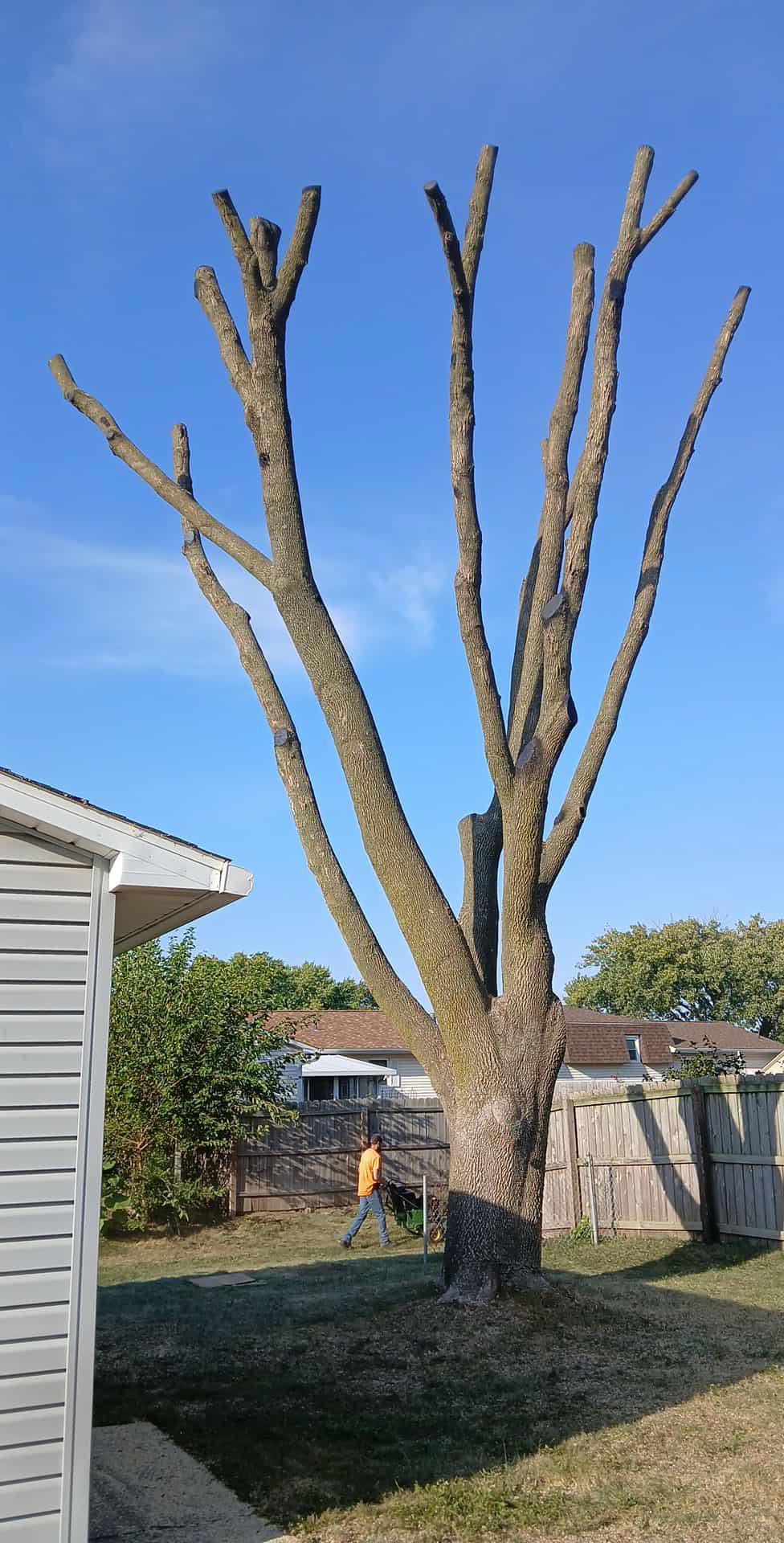 D and R Tree and Bush Service Springfield