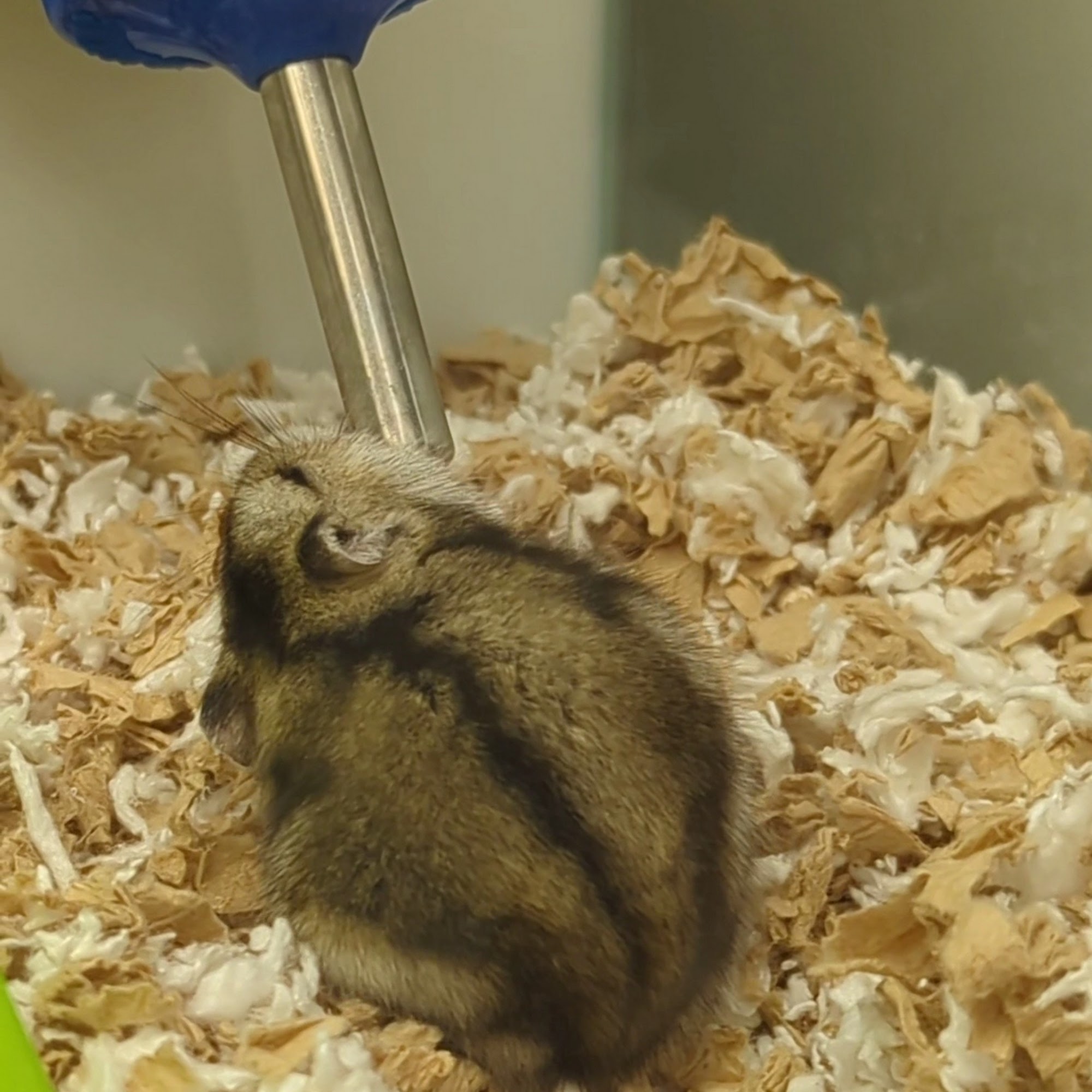 Petco St. Charles