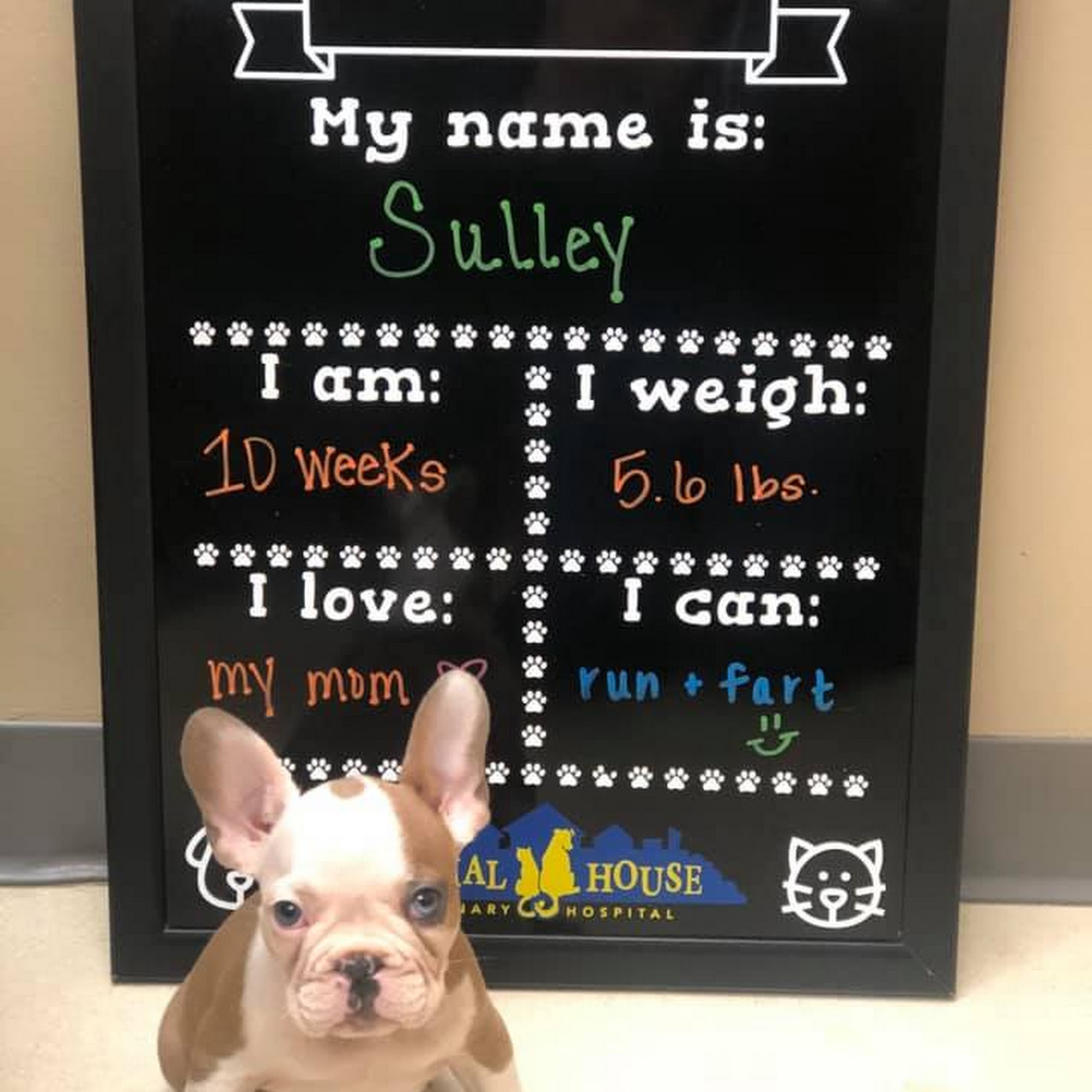 Animal House Veterinary Hospital St. Charles