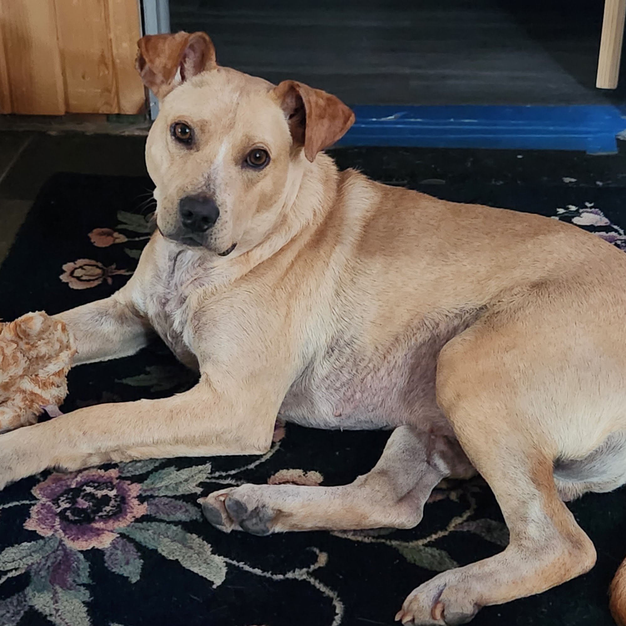 Animal Medical Clinic of St. Charles St. Charles