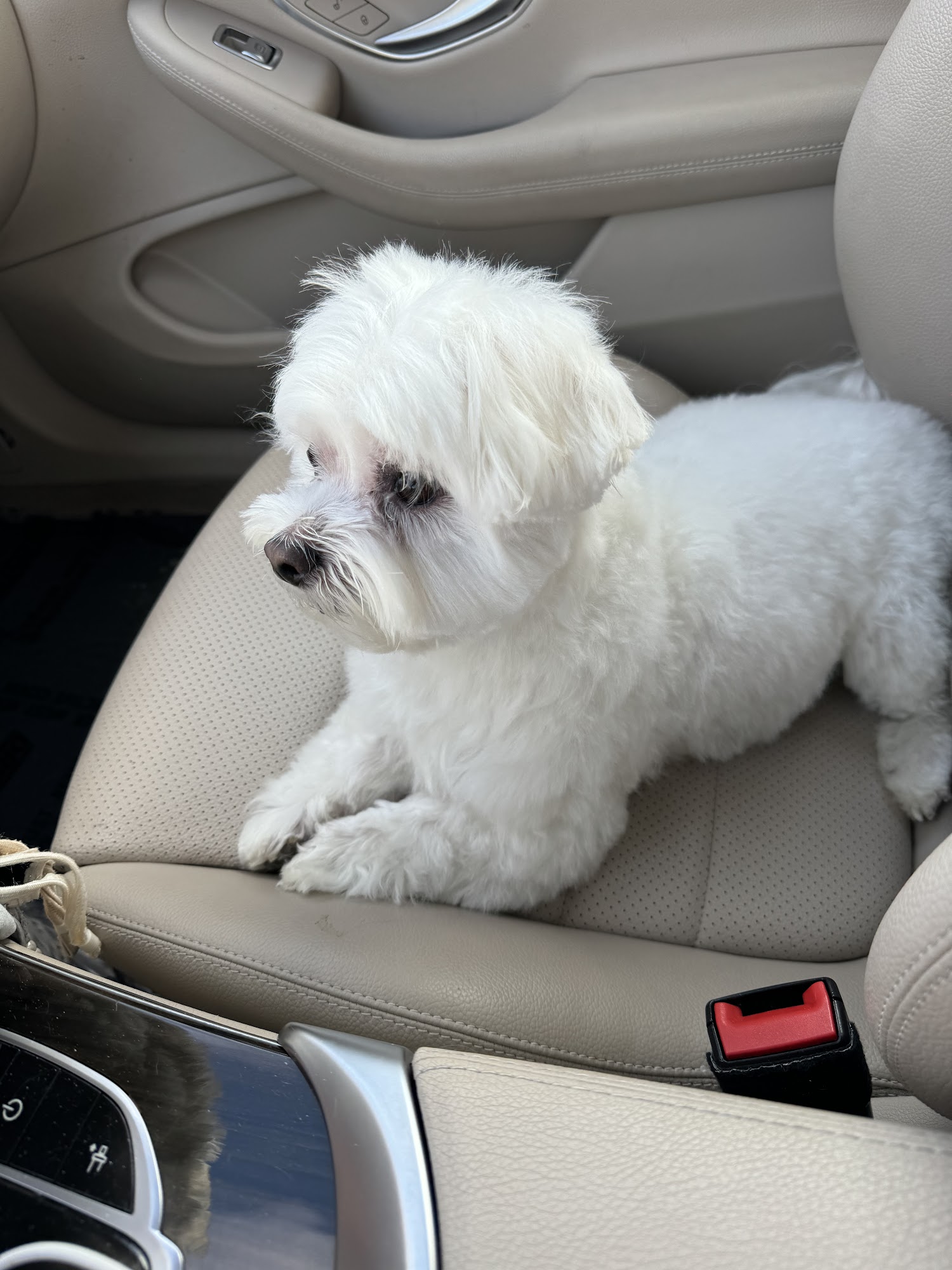 Doggie Divine Pet Salon St. Charles
