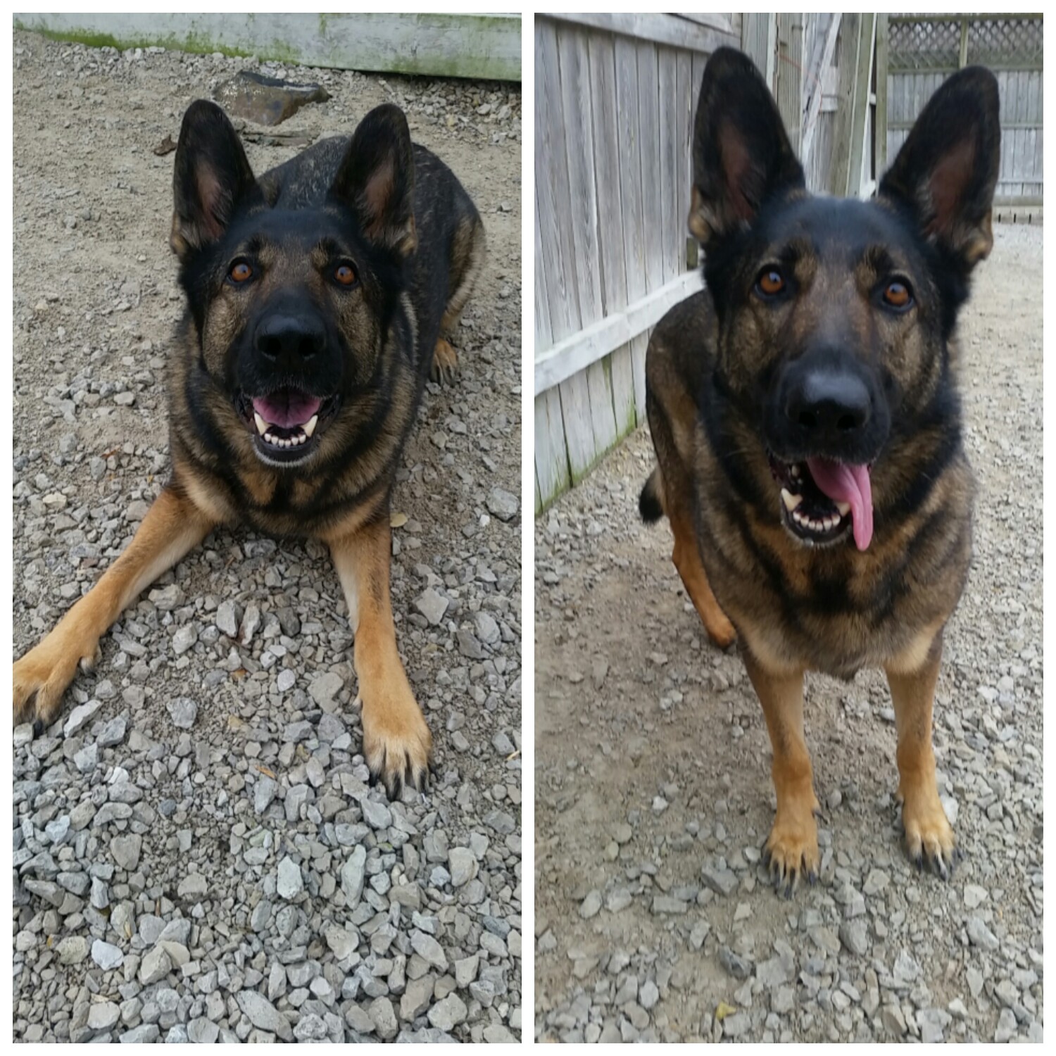 Tanglewood Kennels LLC St. Charles