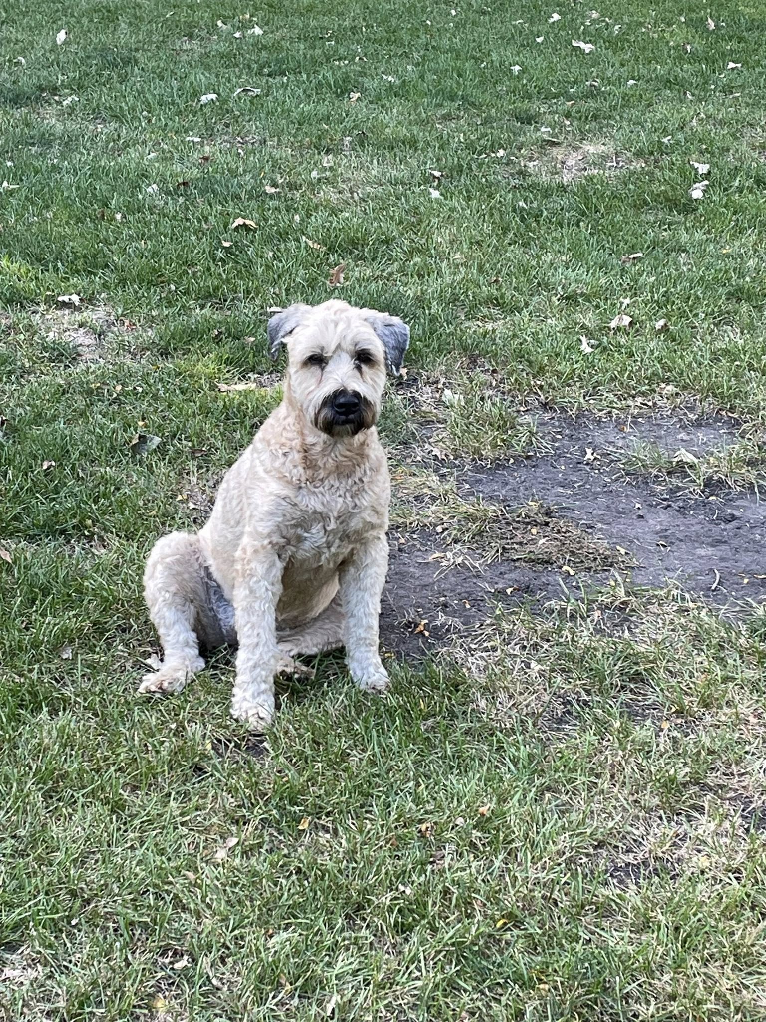 Fox Paw Pet Design St. Charles