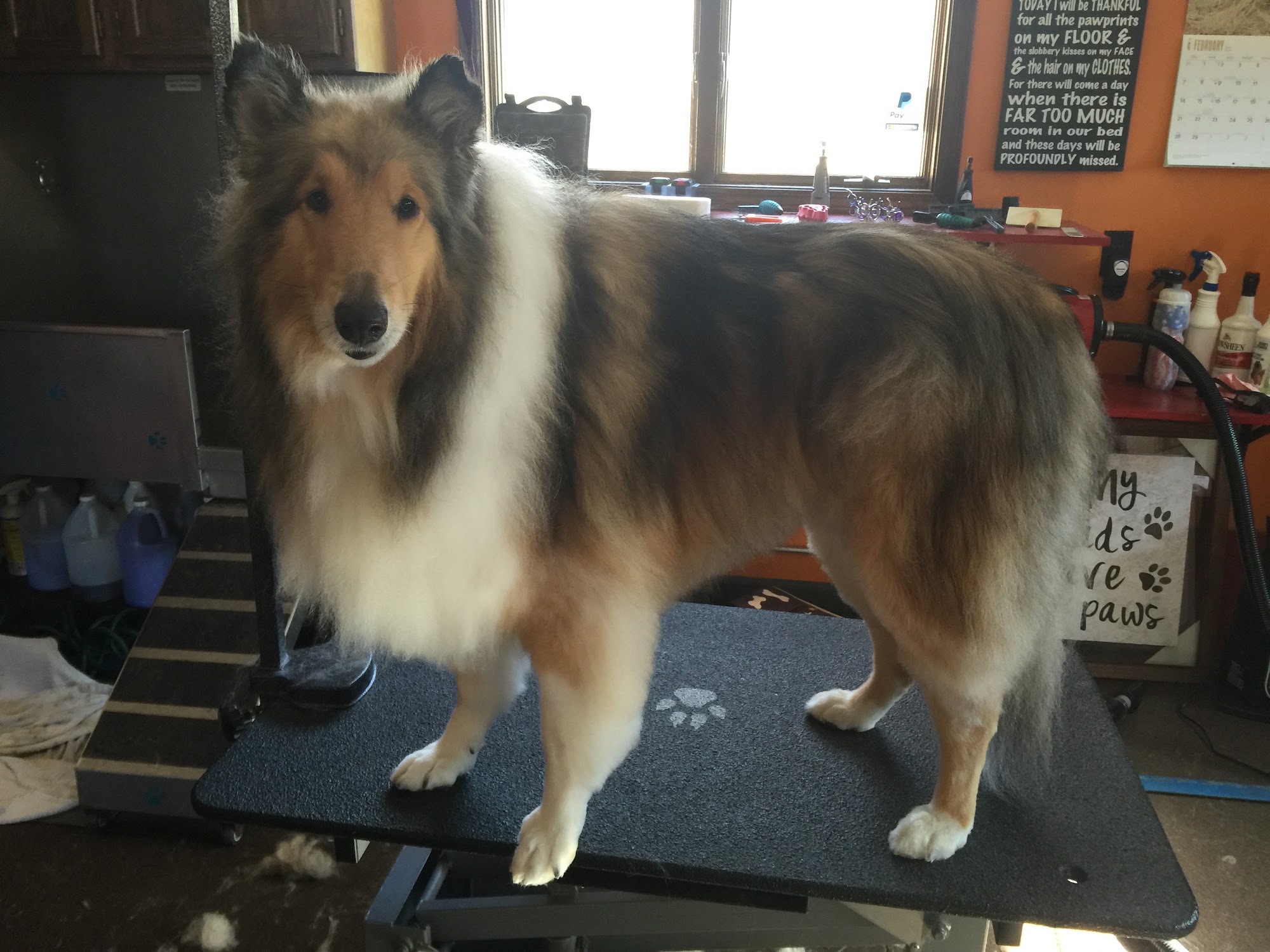 Fox Paw Pet Design St. Charles