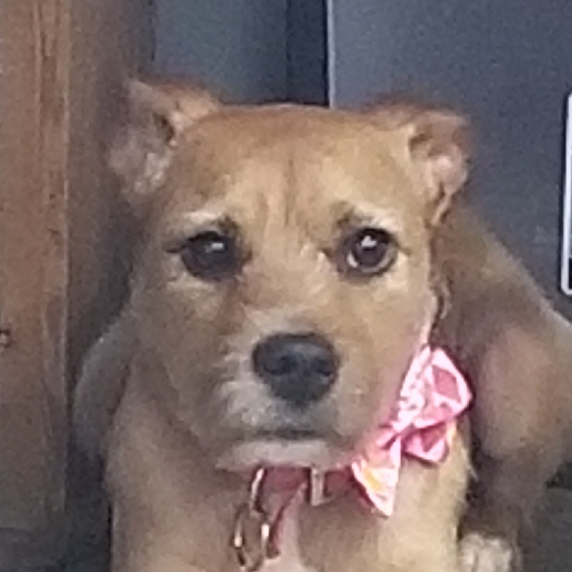 Clippin House Pet Resort & Salon Staunton